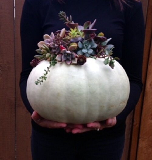 Pumpkinsuccs.jpg