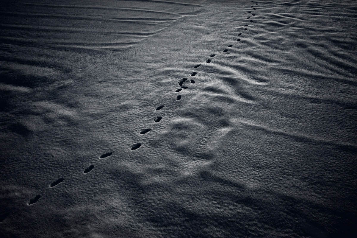 snowtracks_raw_flat_print.jpg