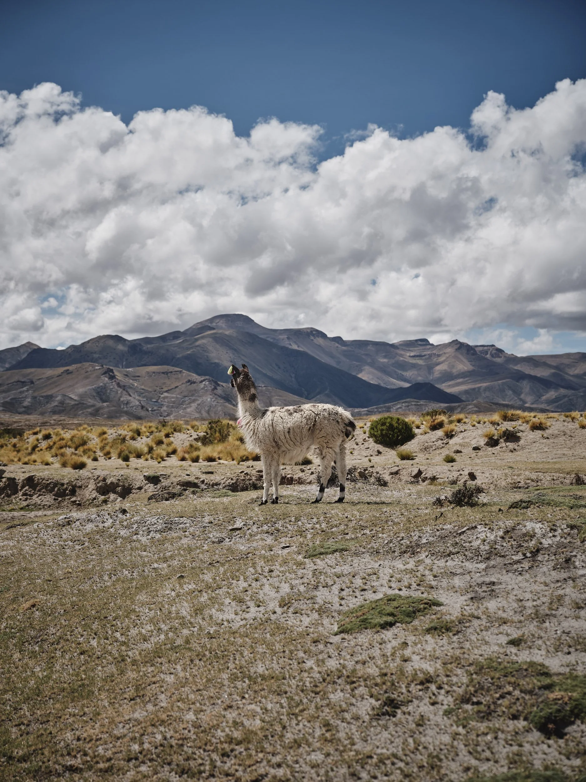 Bolivia_334.jpg