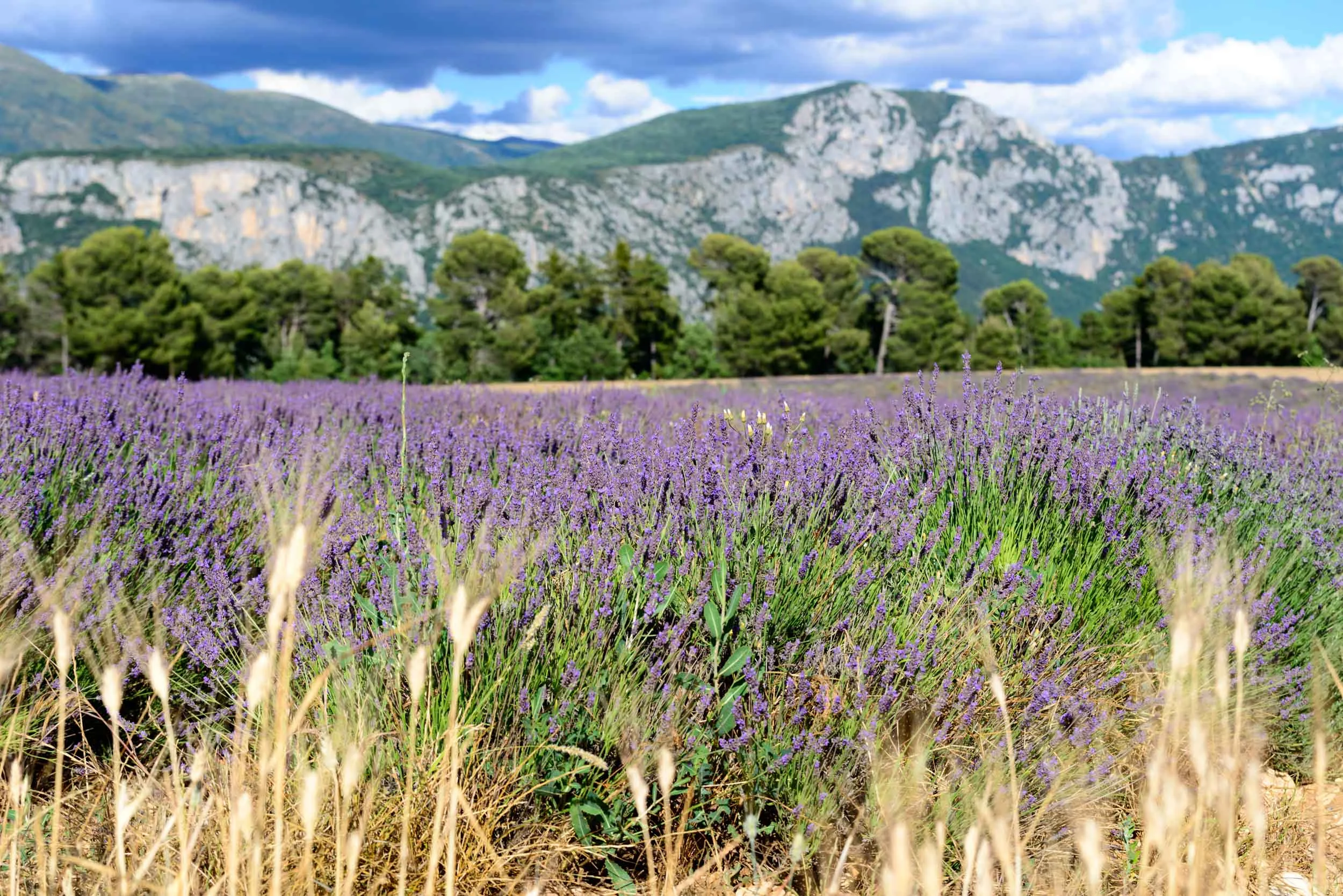 Lavendar Fields.jpg