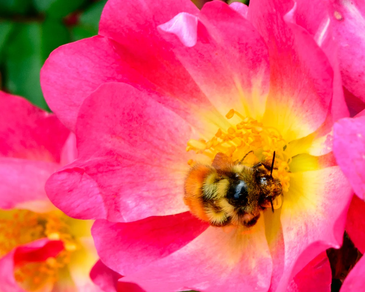 Bee.jpg