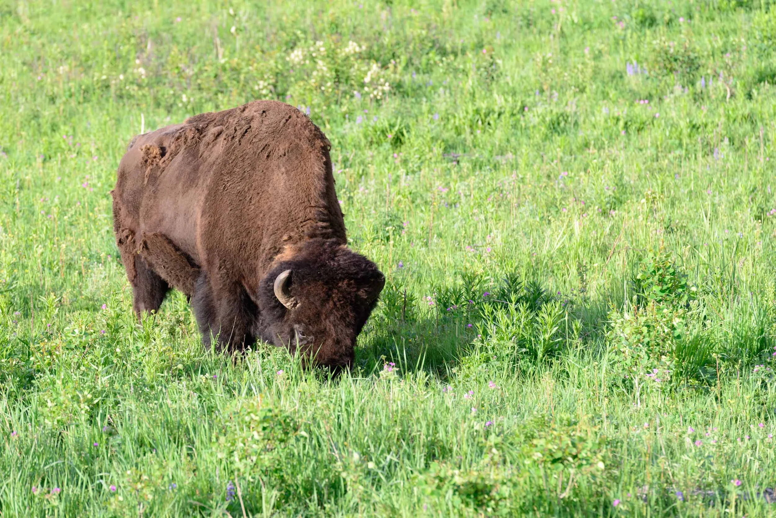 Buffalo.jpg