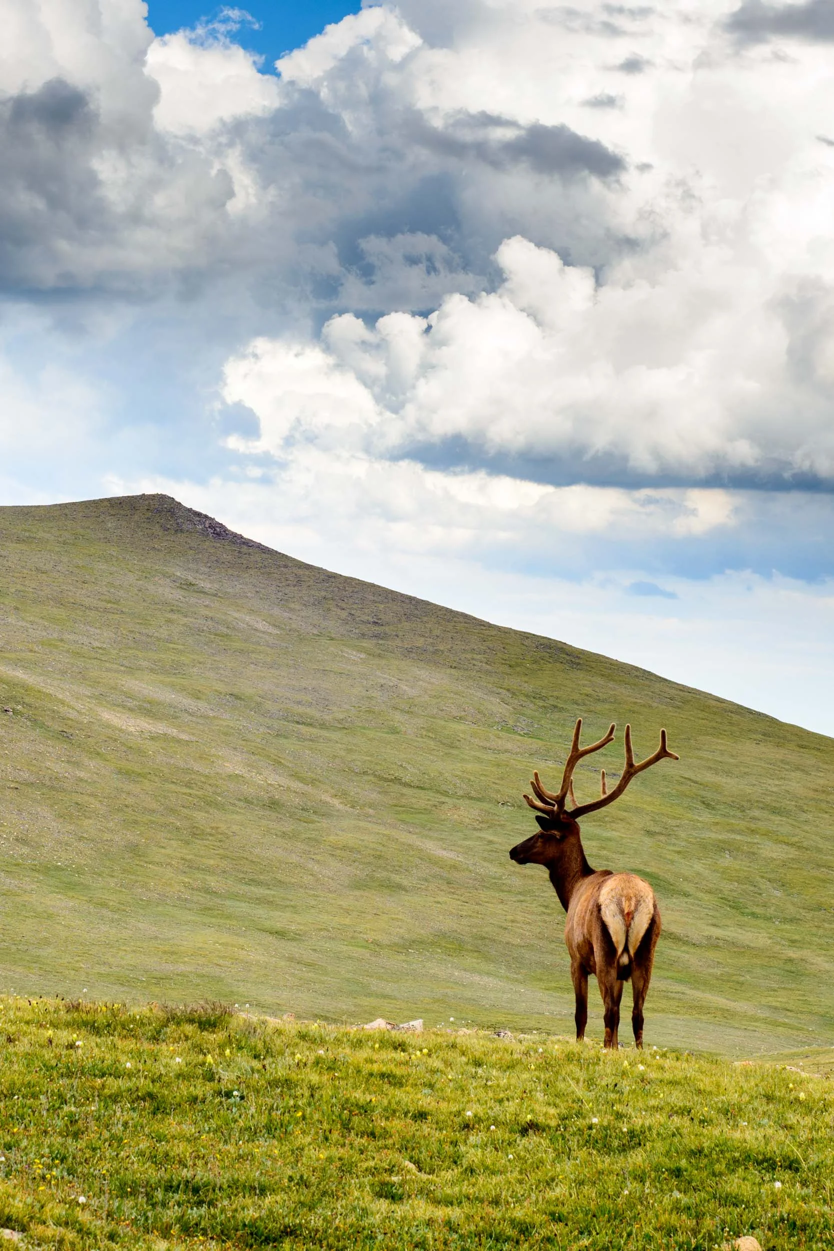 Elk.jpg