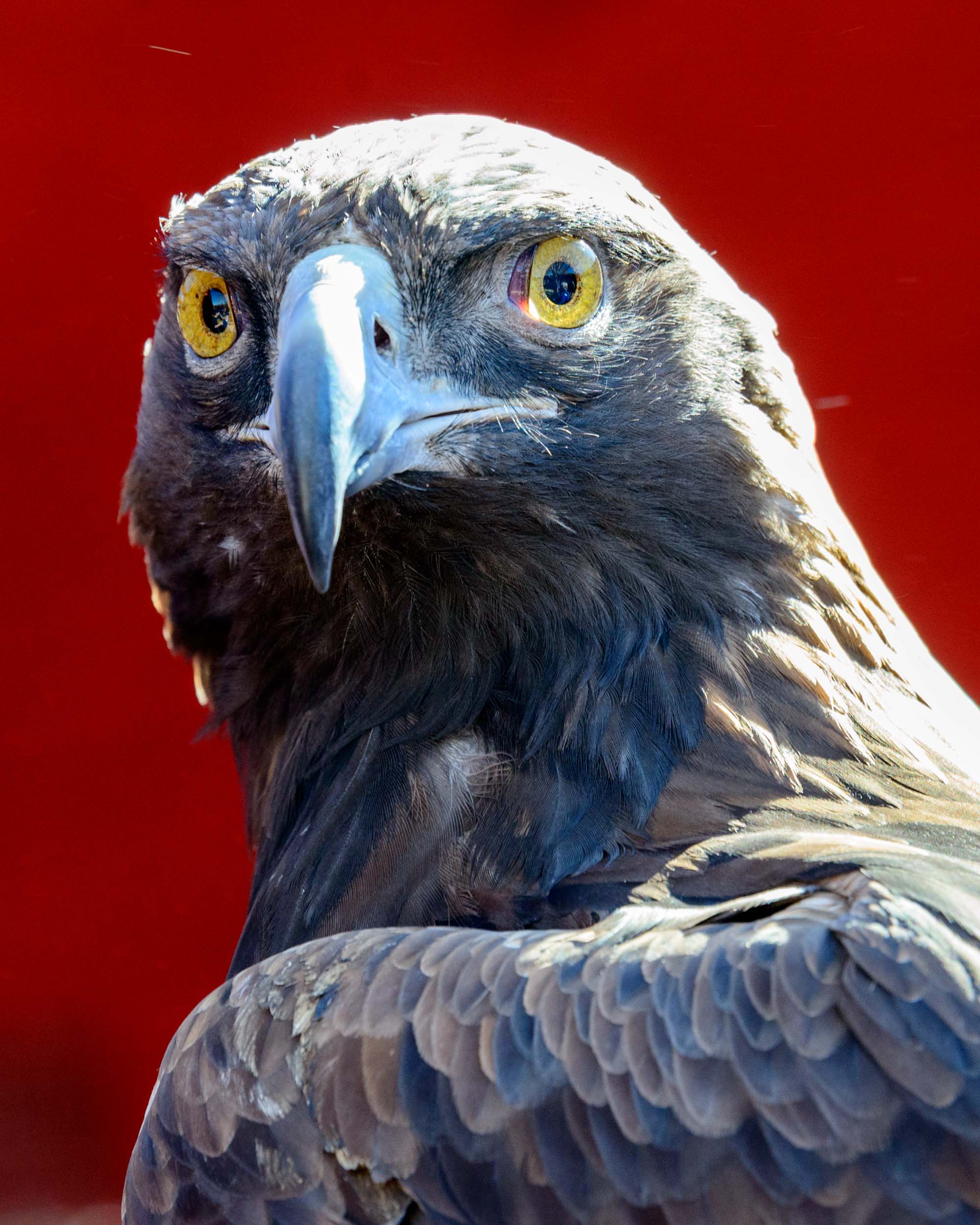 Golden Eagle.jpg