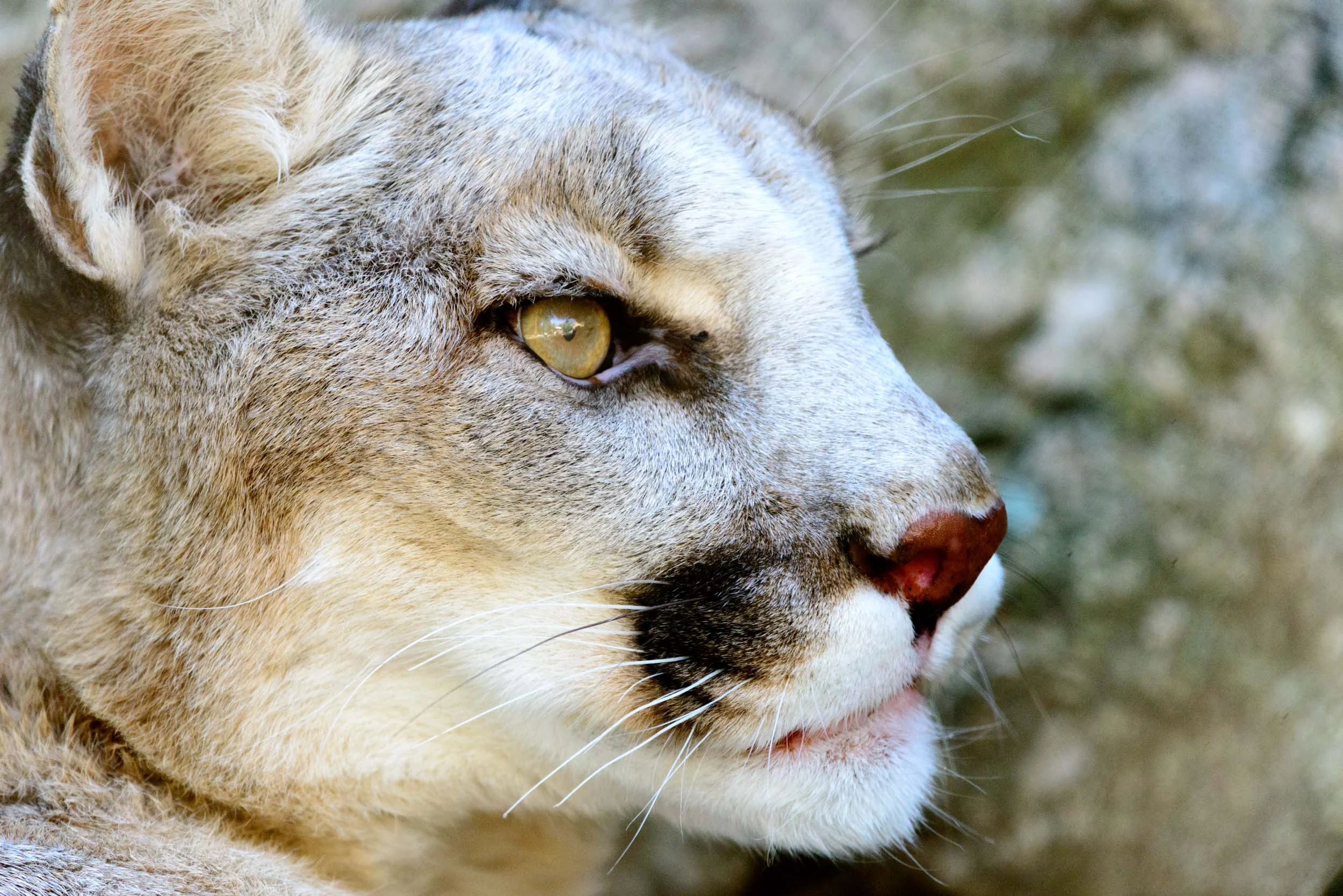 Mountain Lion.jpg