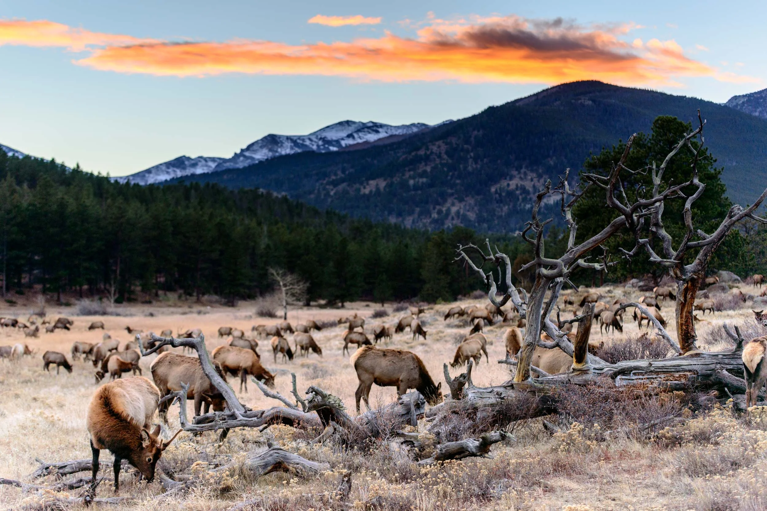 Rocky Mountain Elk Sunset.jpg