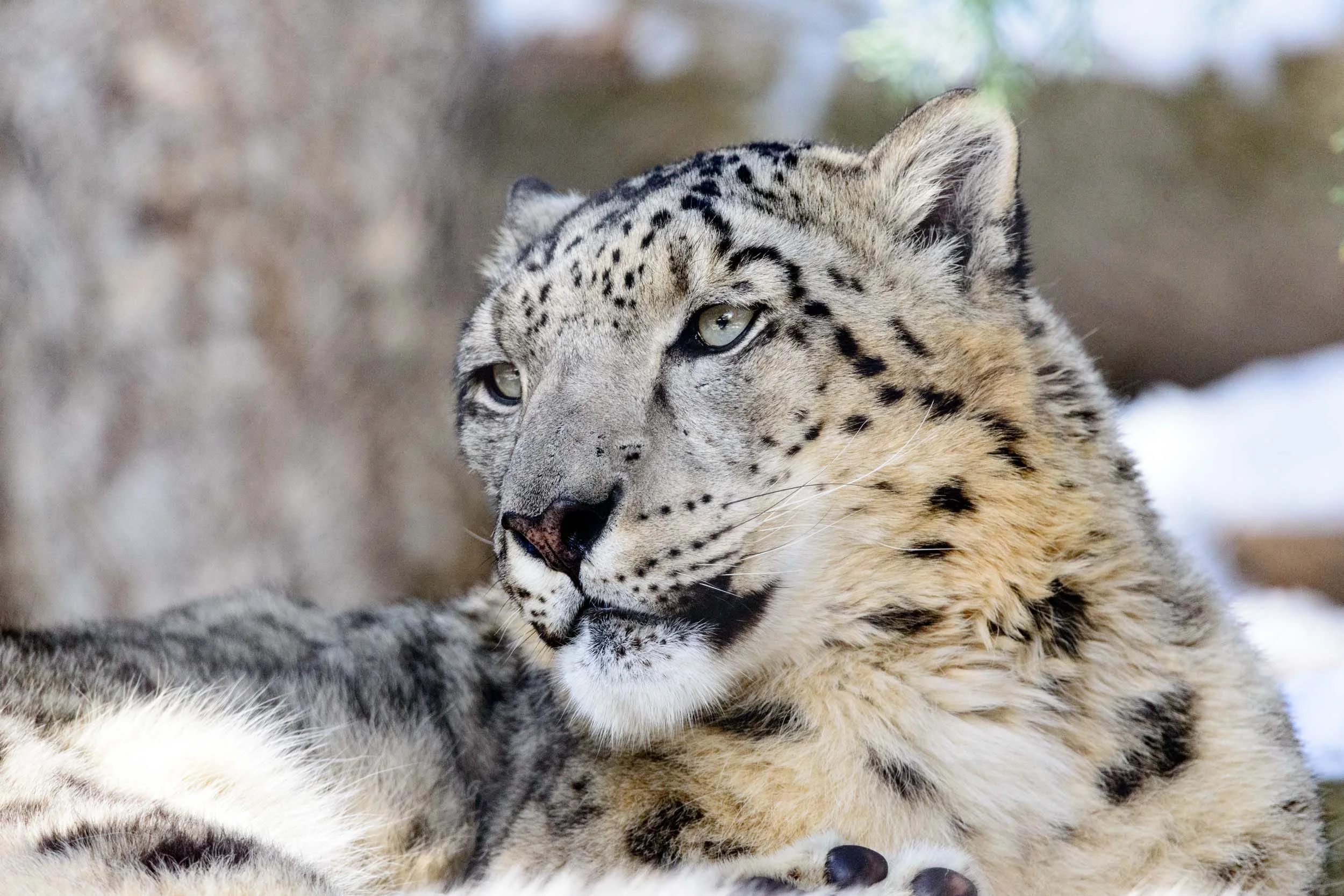 Snow Leopard.jpg