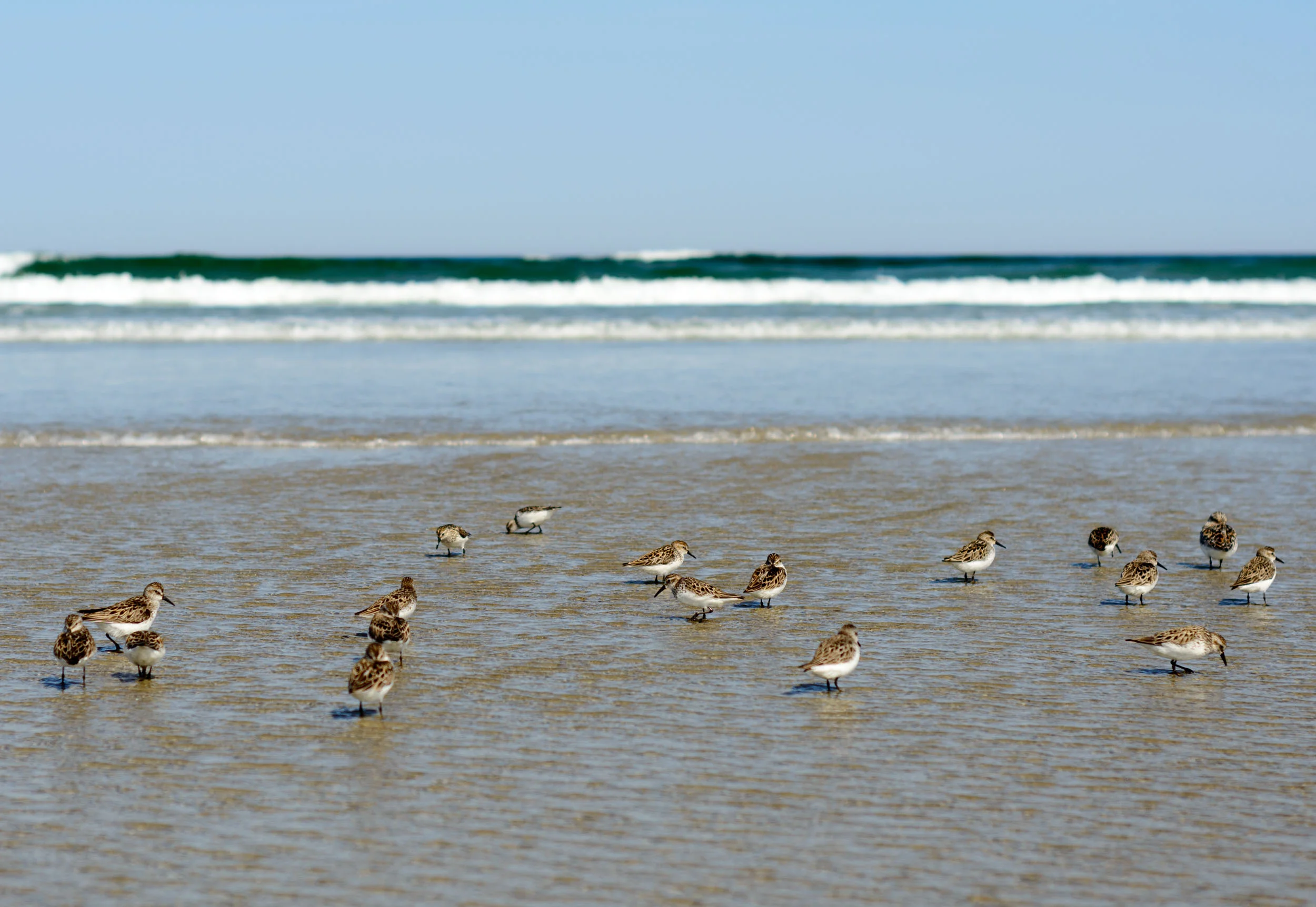 Sandpipers.jpg