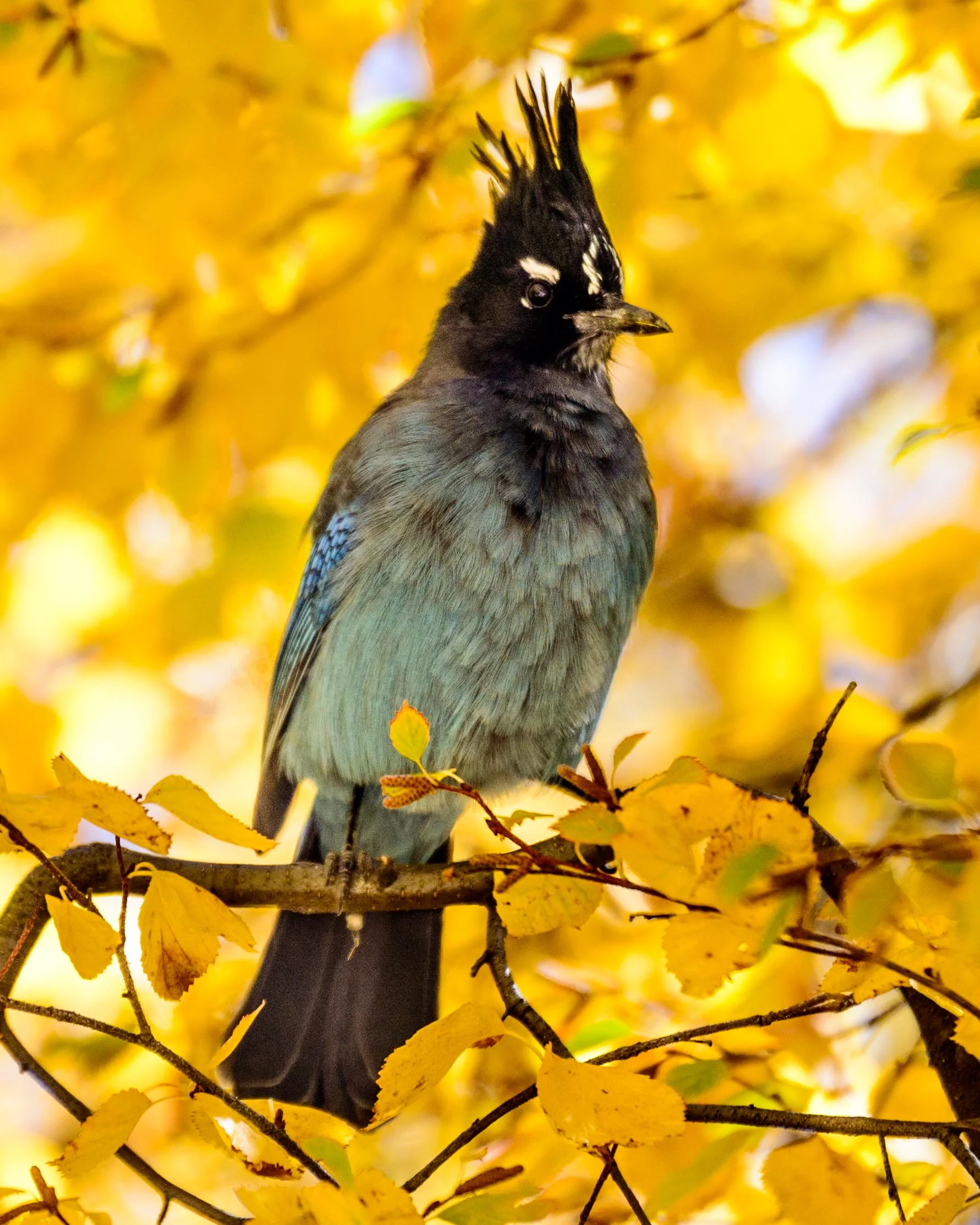 Stellars Jay.jpg