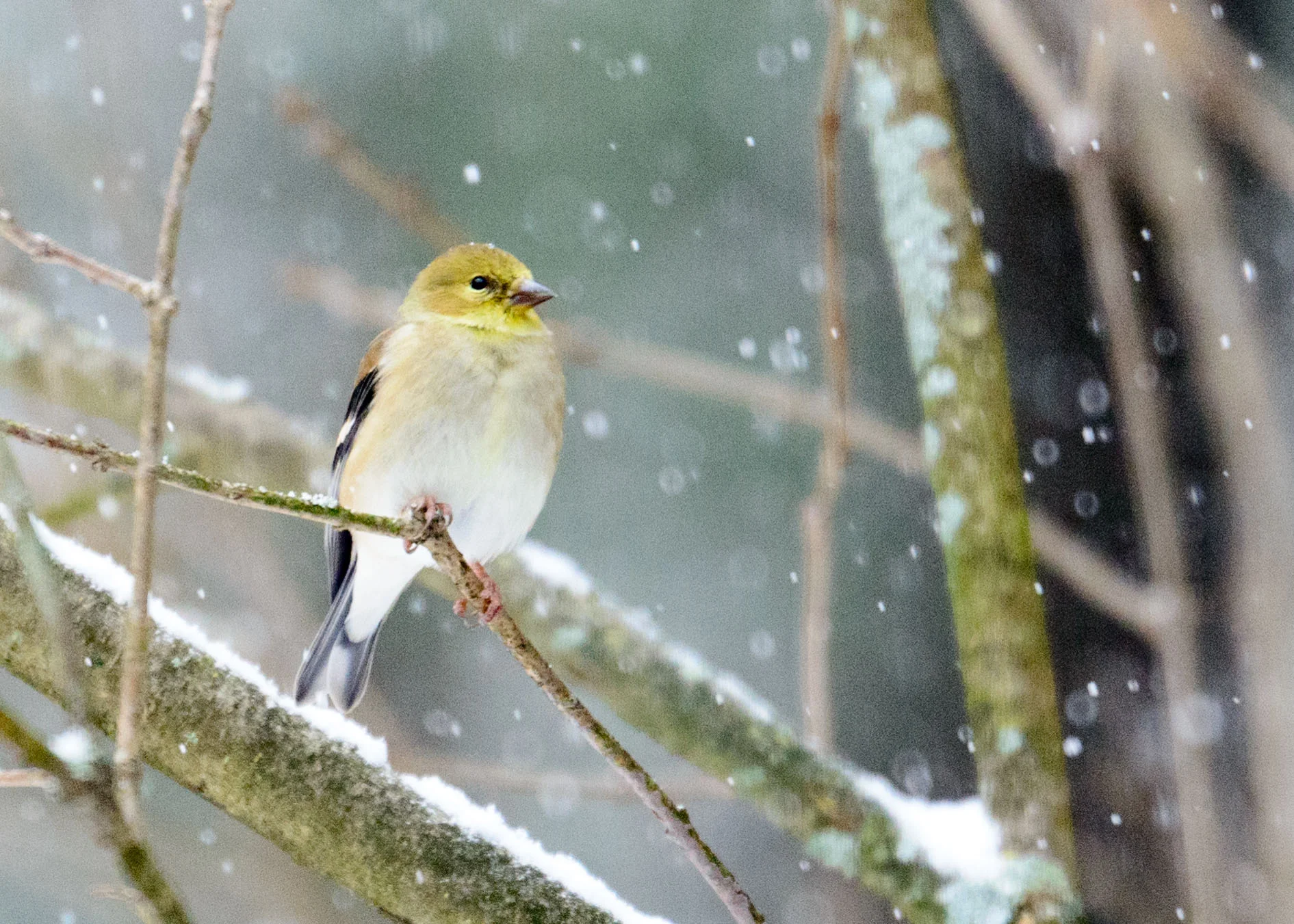 Snowy Bird.jpg