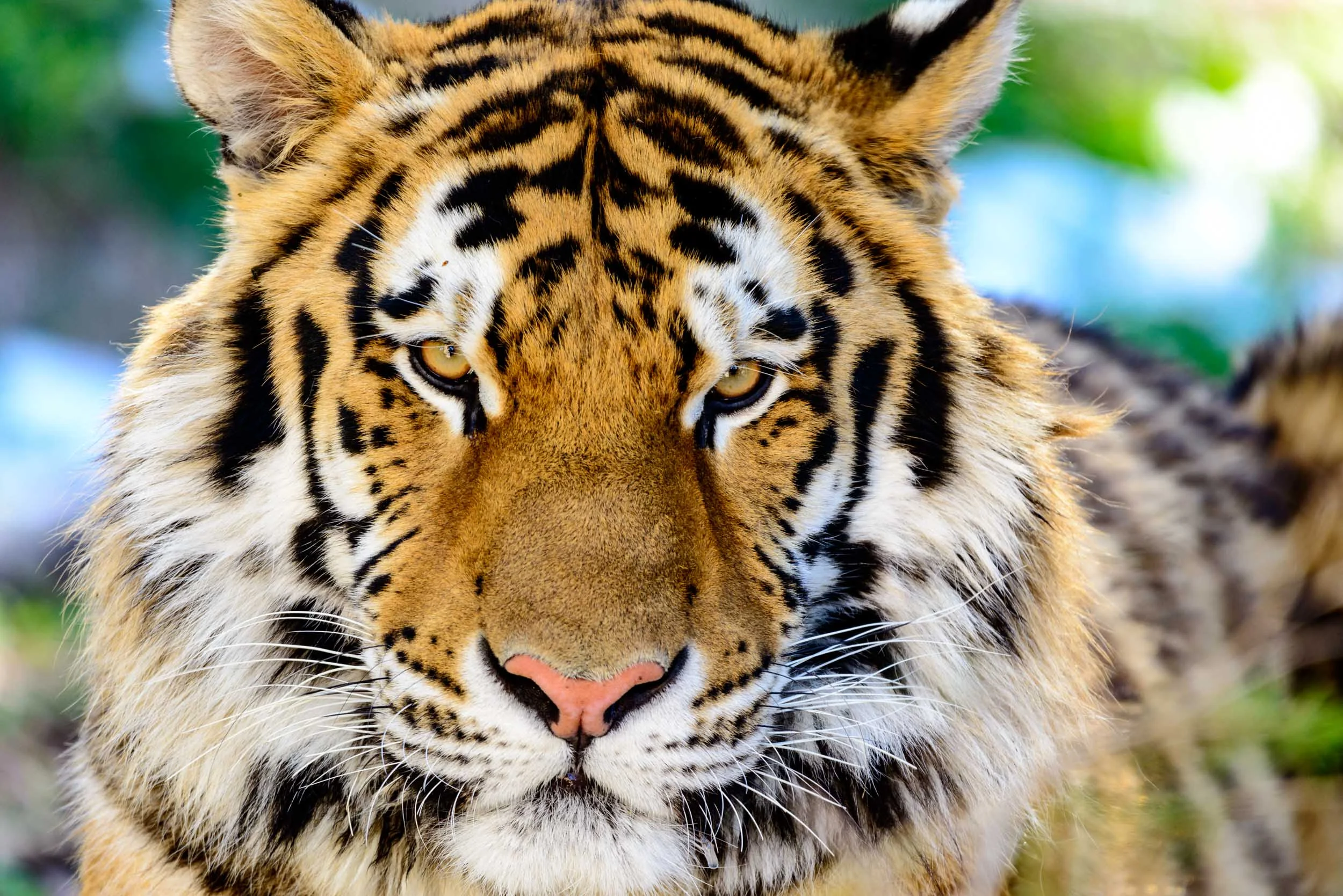 Tiger.jpg