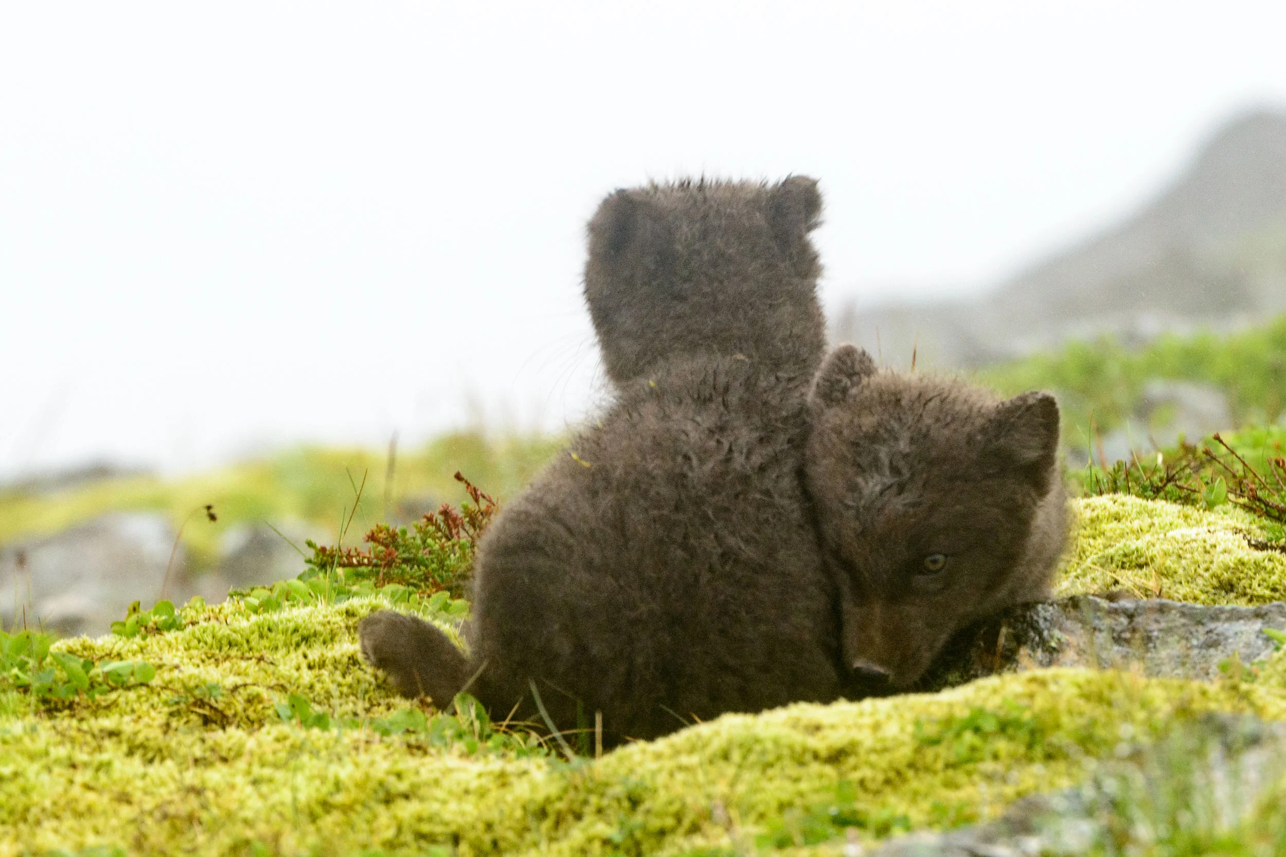 Arctic Fox.jpg