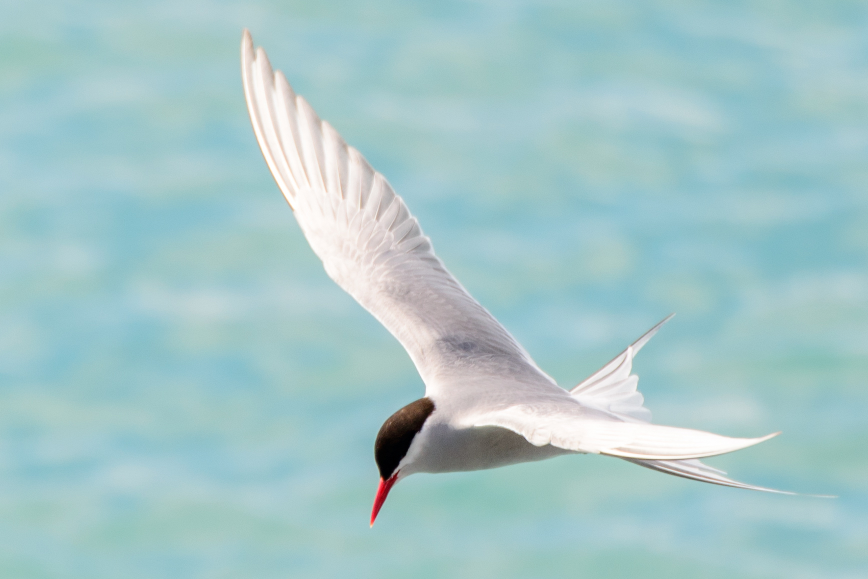 Arctic Tern.jpg