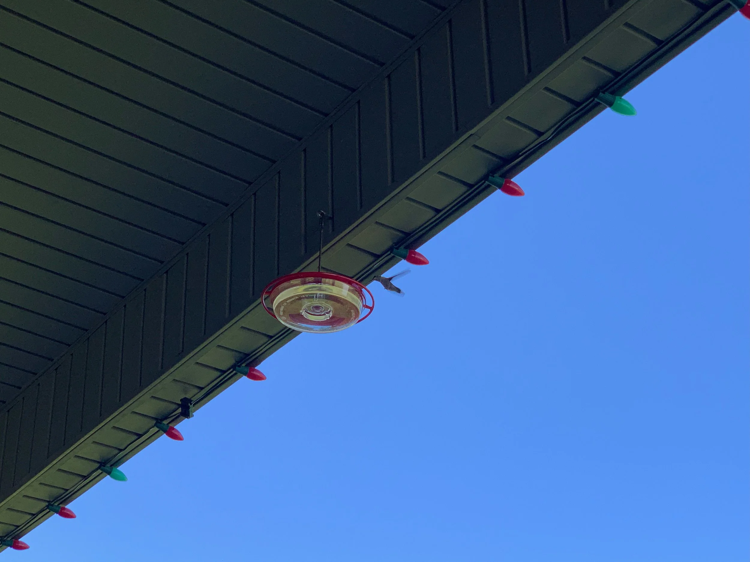 Hummingbirds in Utah