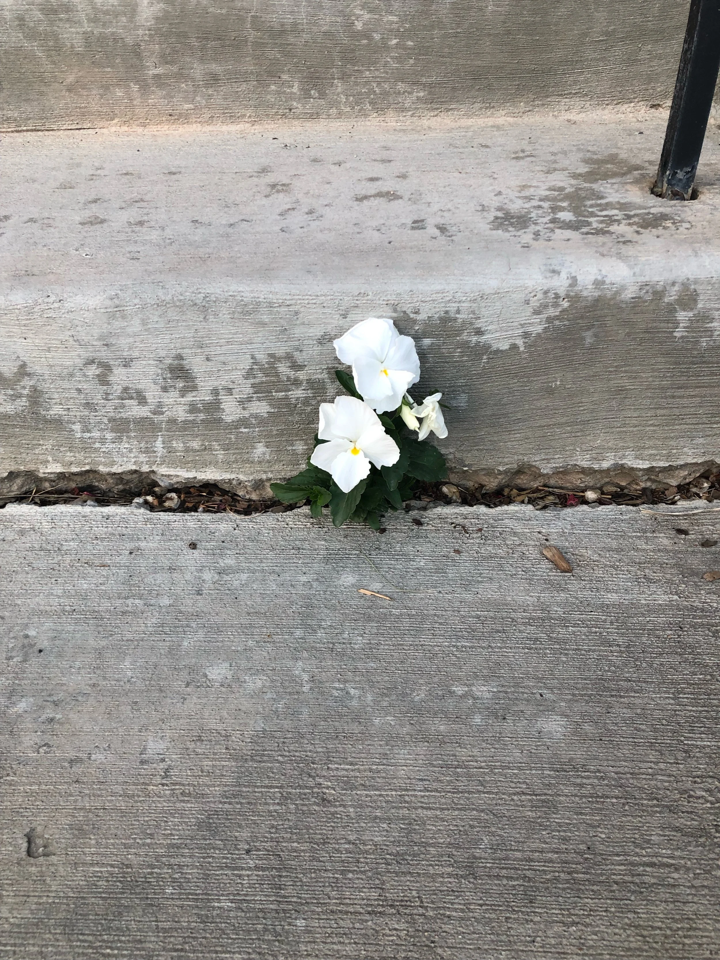 Growing Where We Are Planted