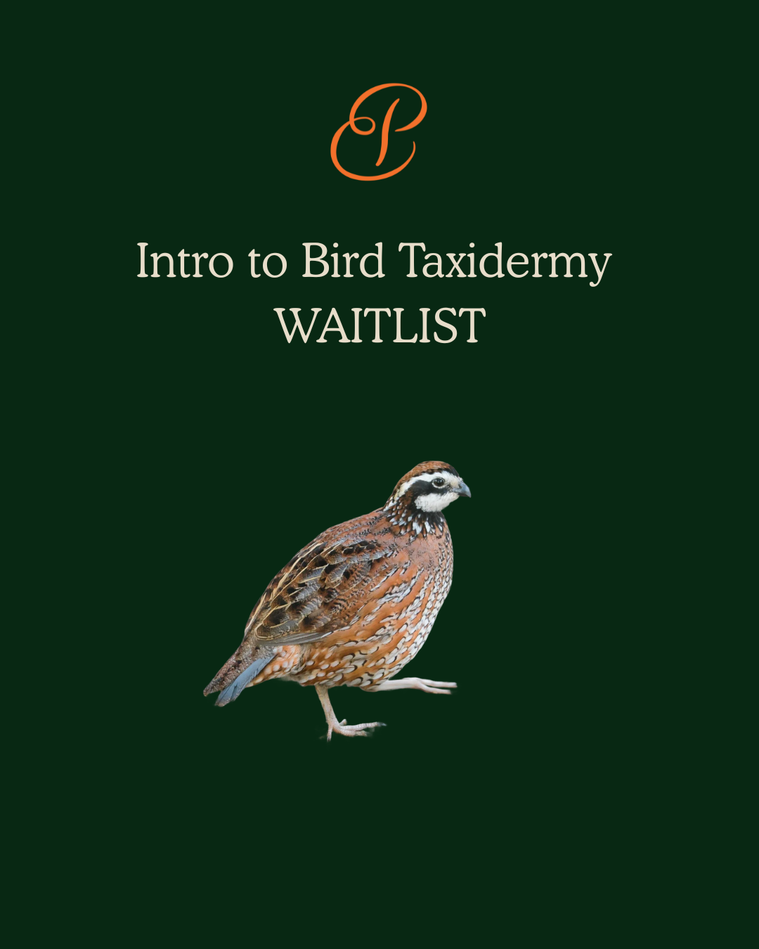 Intro to Bird Taxidermy (24).png