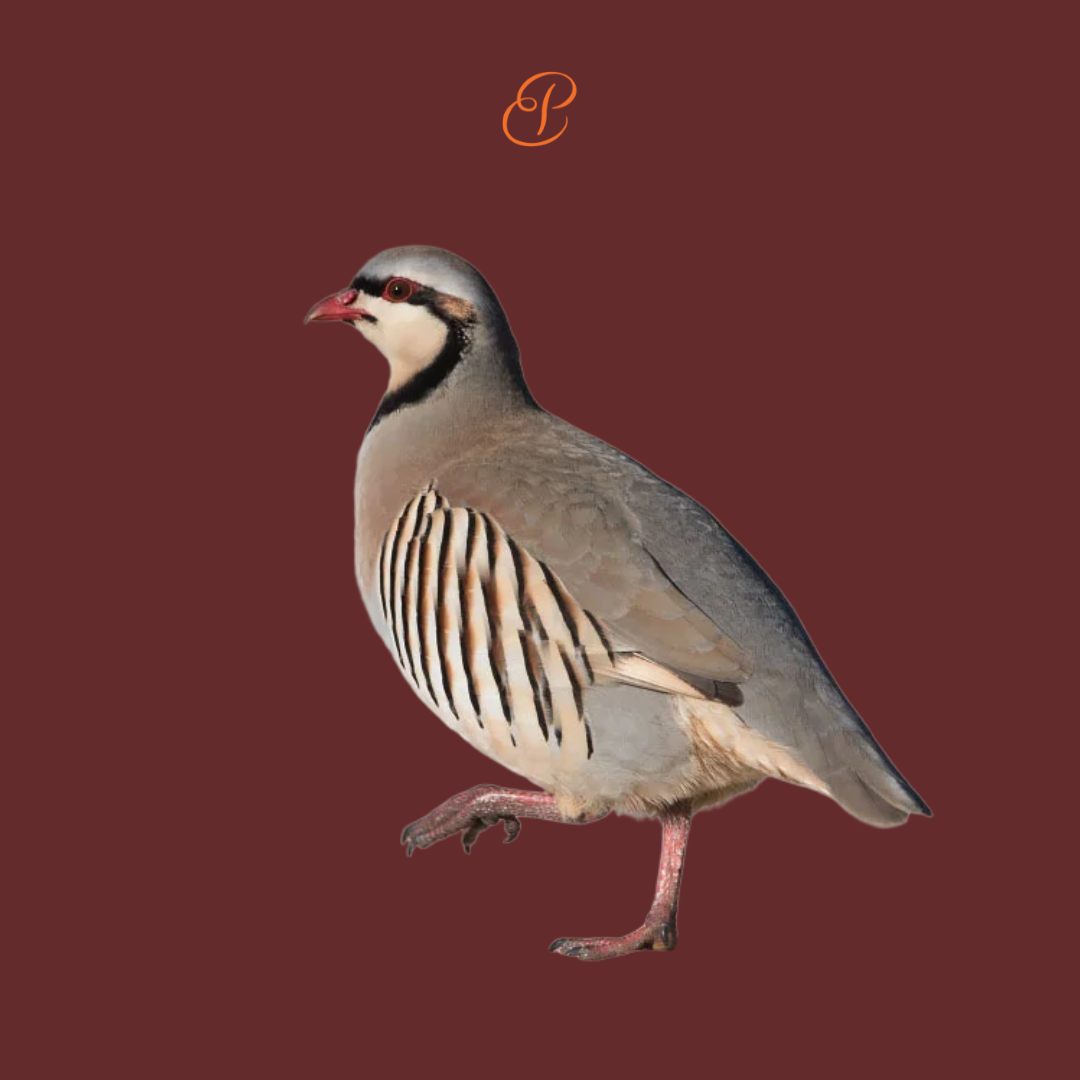 Intermediate Bird Taxidermy