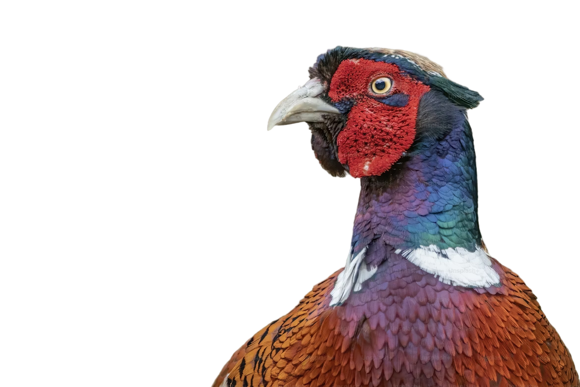 reference phesant_inspyrenet.png