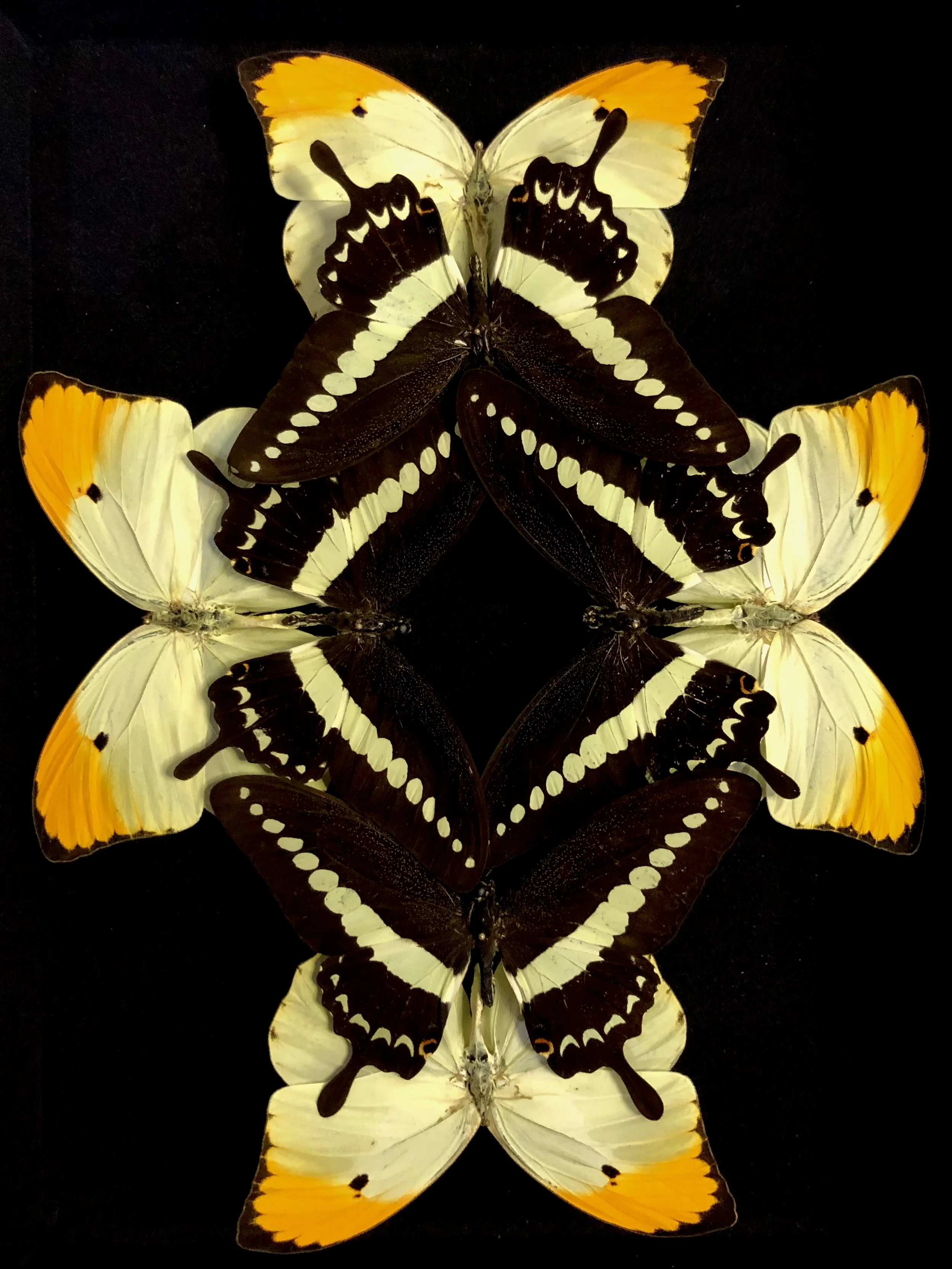 Diamond Cross 
