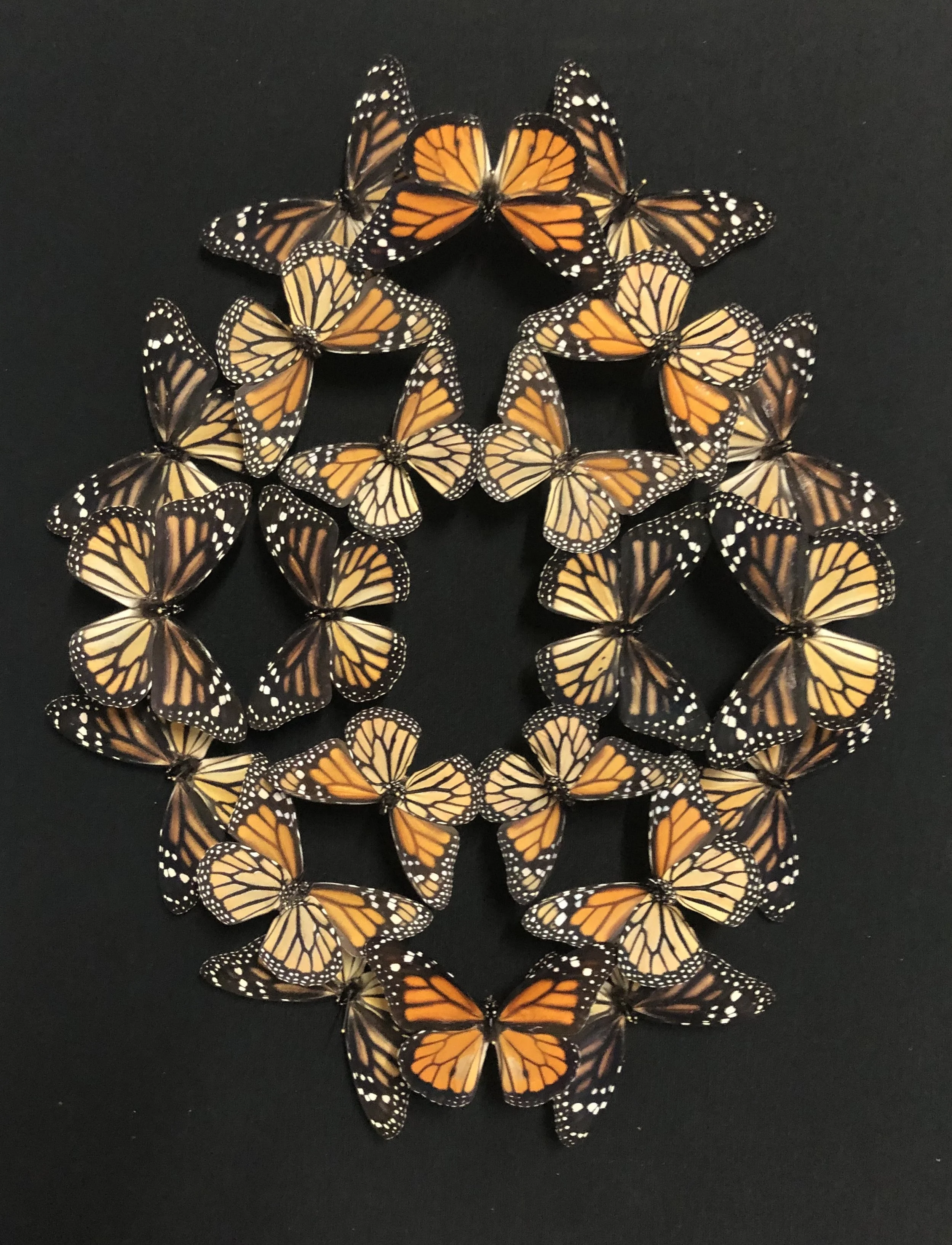Monarch Mirror
