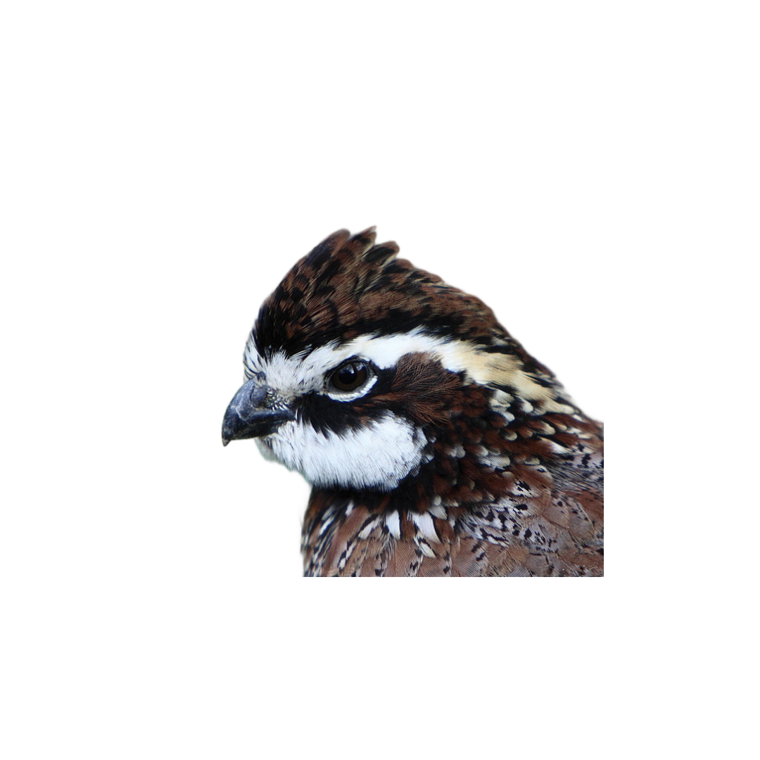Intro to Bird Taxidermy (17).png