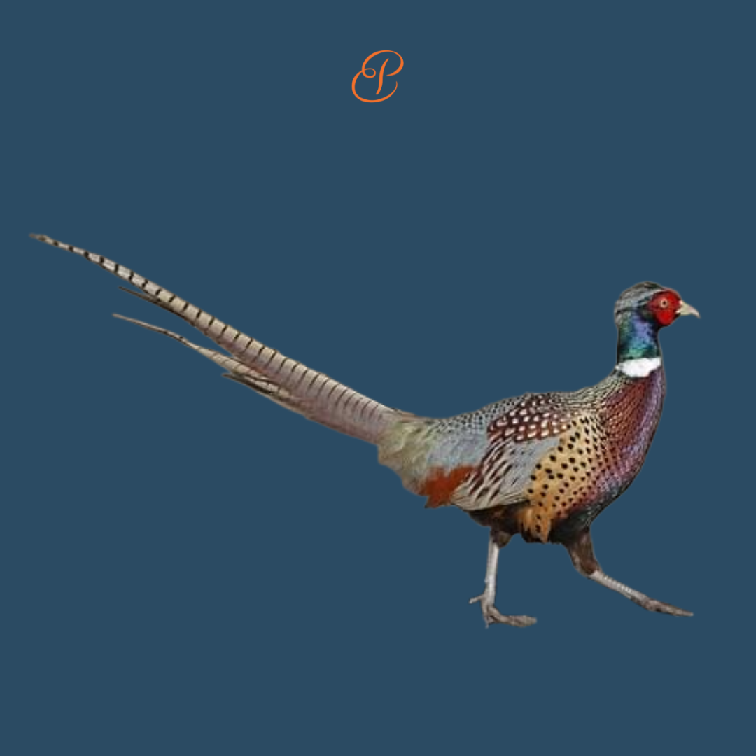 Intermediate Bird Taxidermy