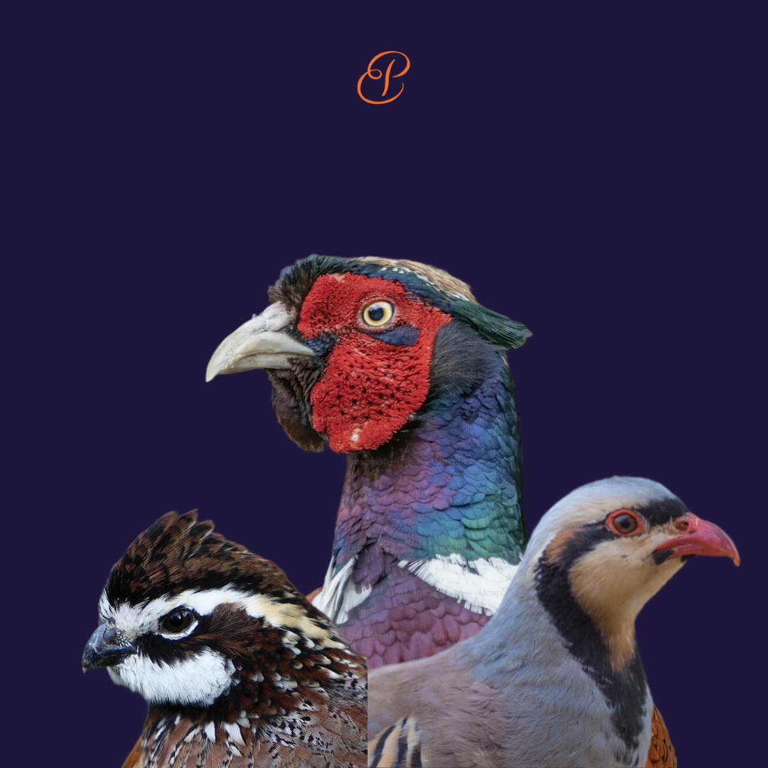 Intro to Bird Taxidermy (14).png