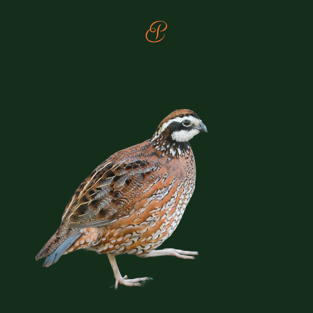Intro to Birds