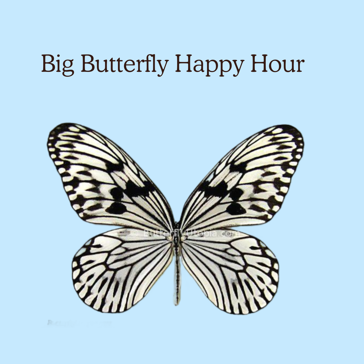 Big Butterfly Happy Hour- March 26th