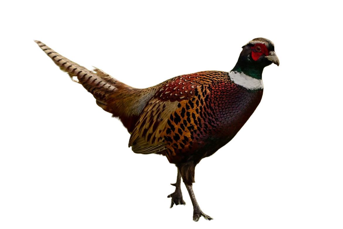 bird reference_birefnet.png