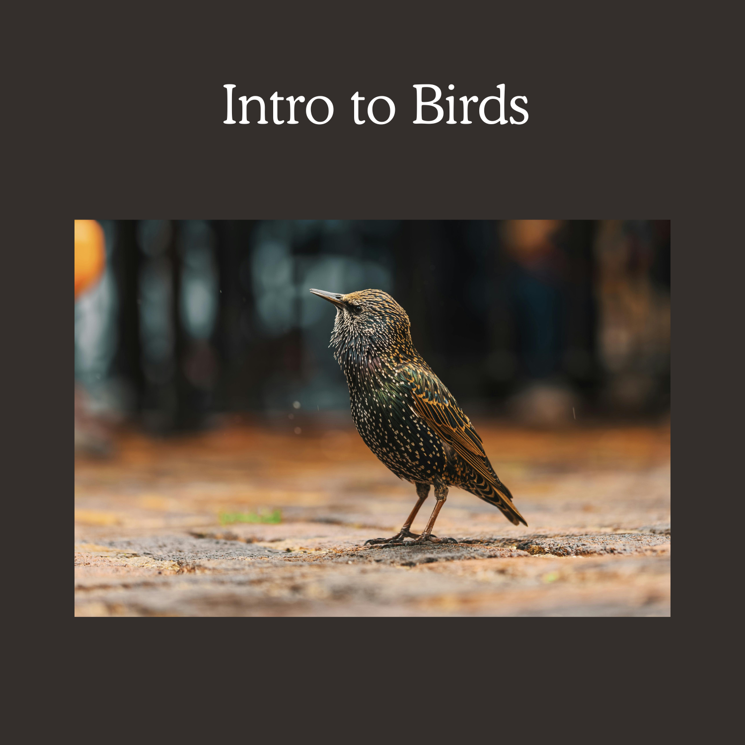 Intermediate Pheasant.png