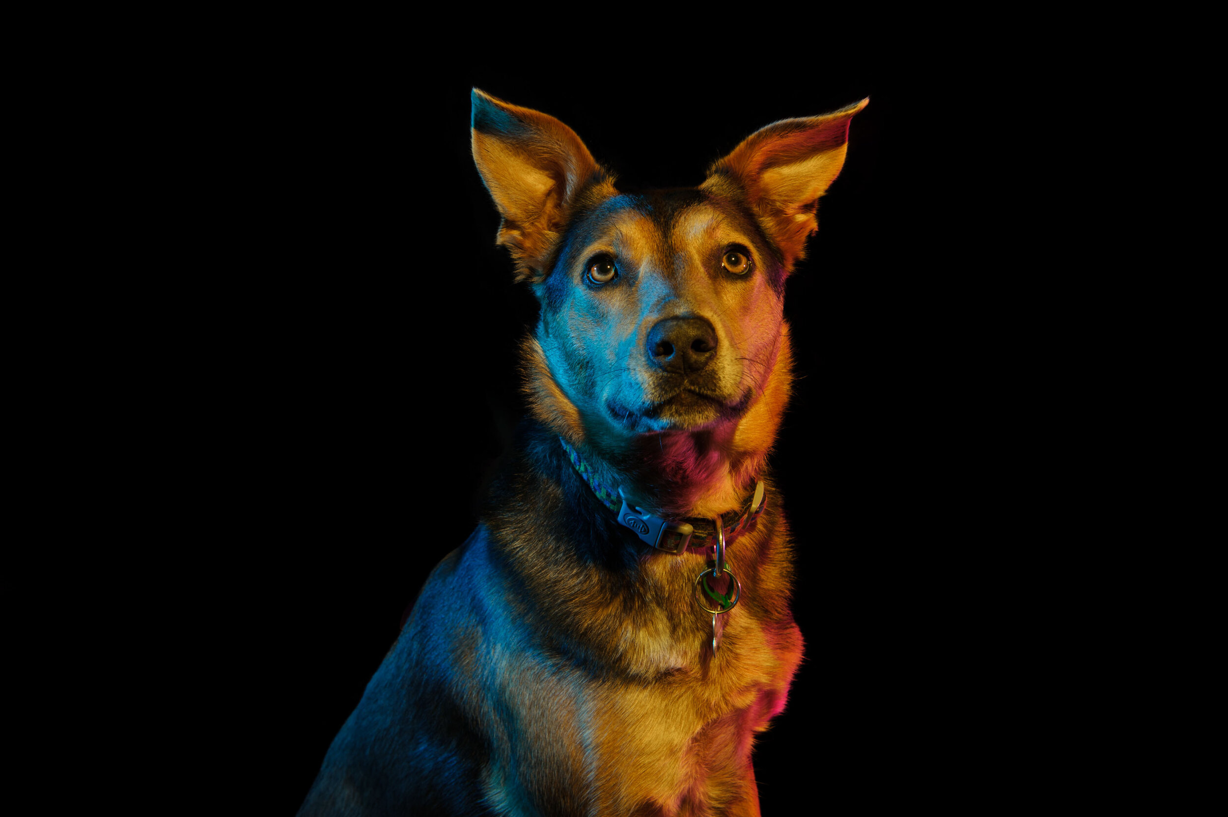  Promo image for ‘Dog Show’, Cassandra Fumi, 2017. 