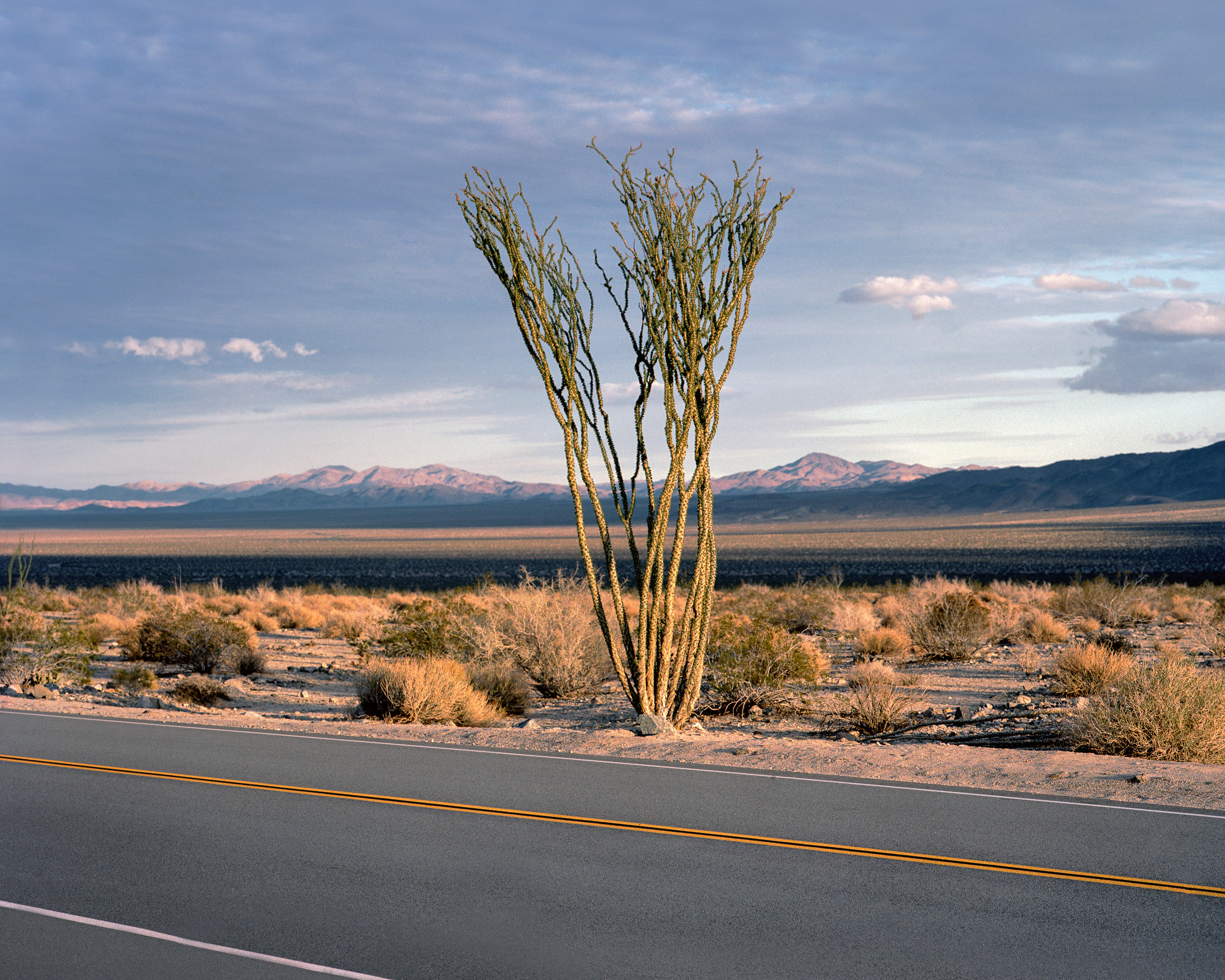 Ocotillo, Joshua Tree National Park, California