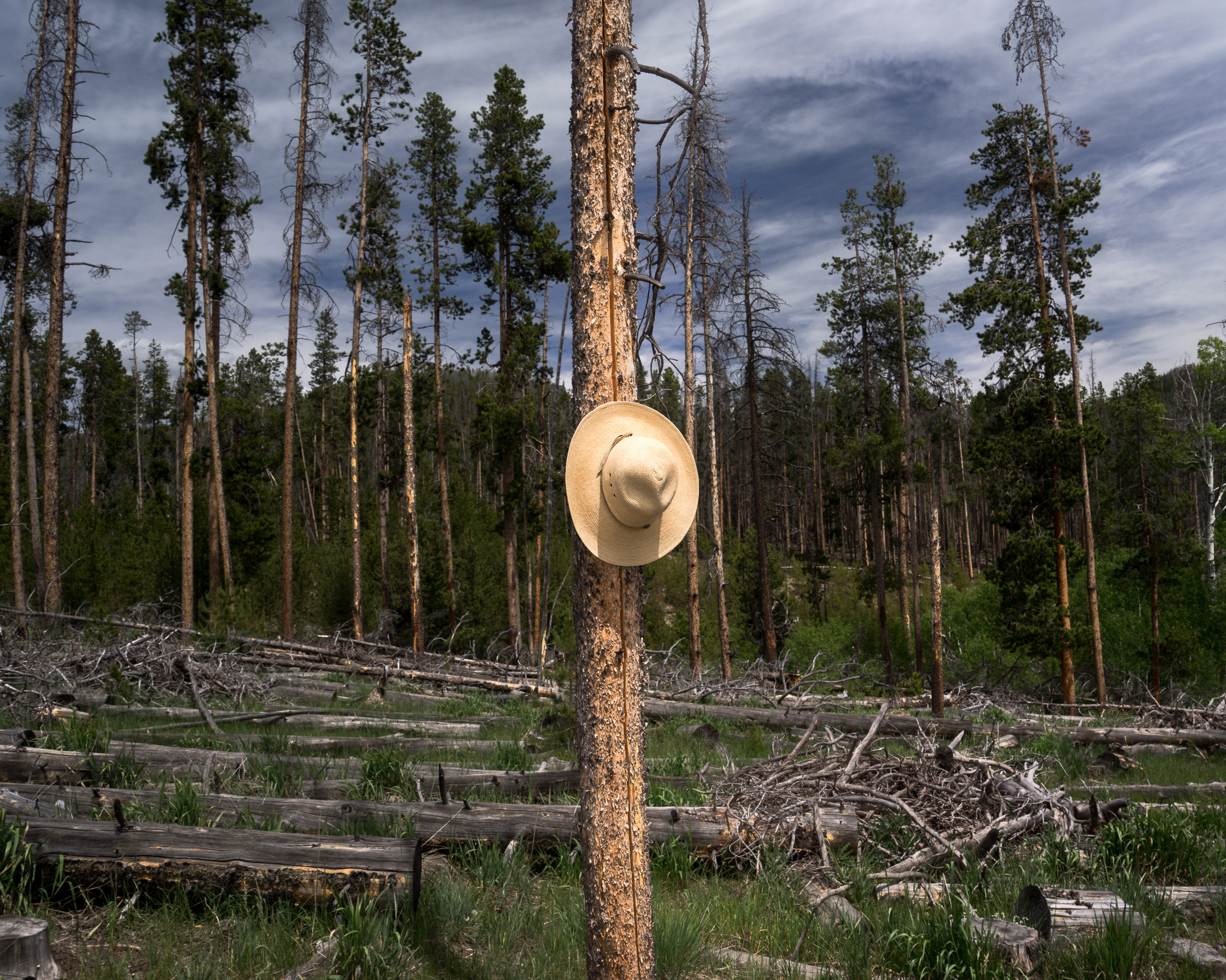 Beetle Kill, Medicine Bow Forest, Wyoming