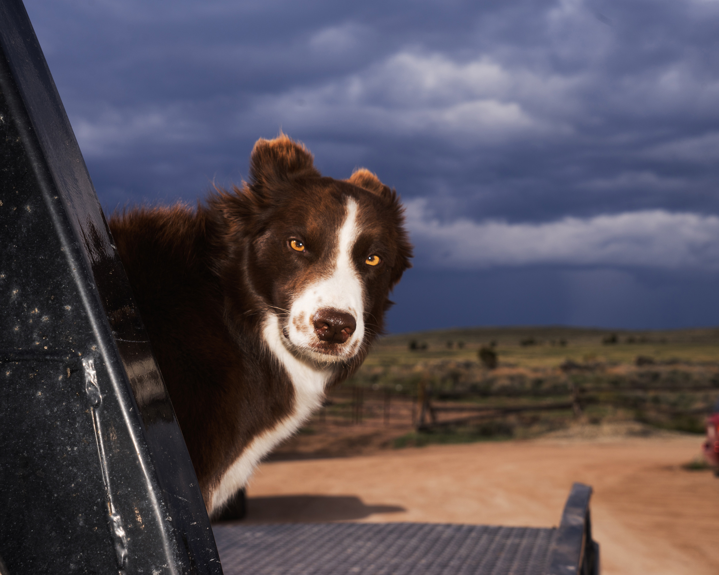 Shadowchaser, Brush Creek Ranch, Wyoming