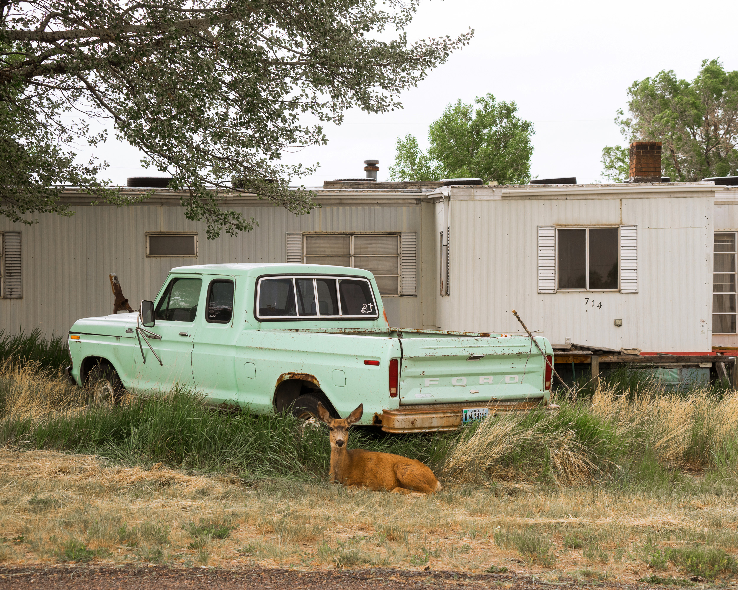 Town Deer, Saratoga, Wyoming