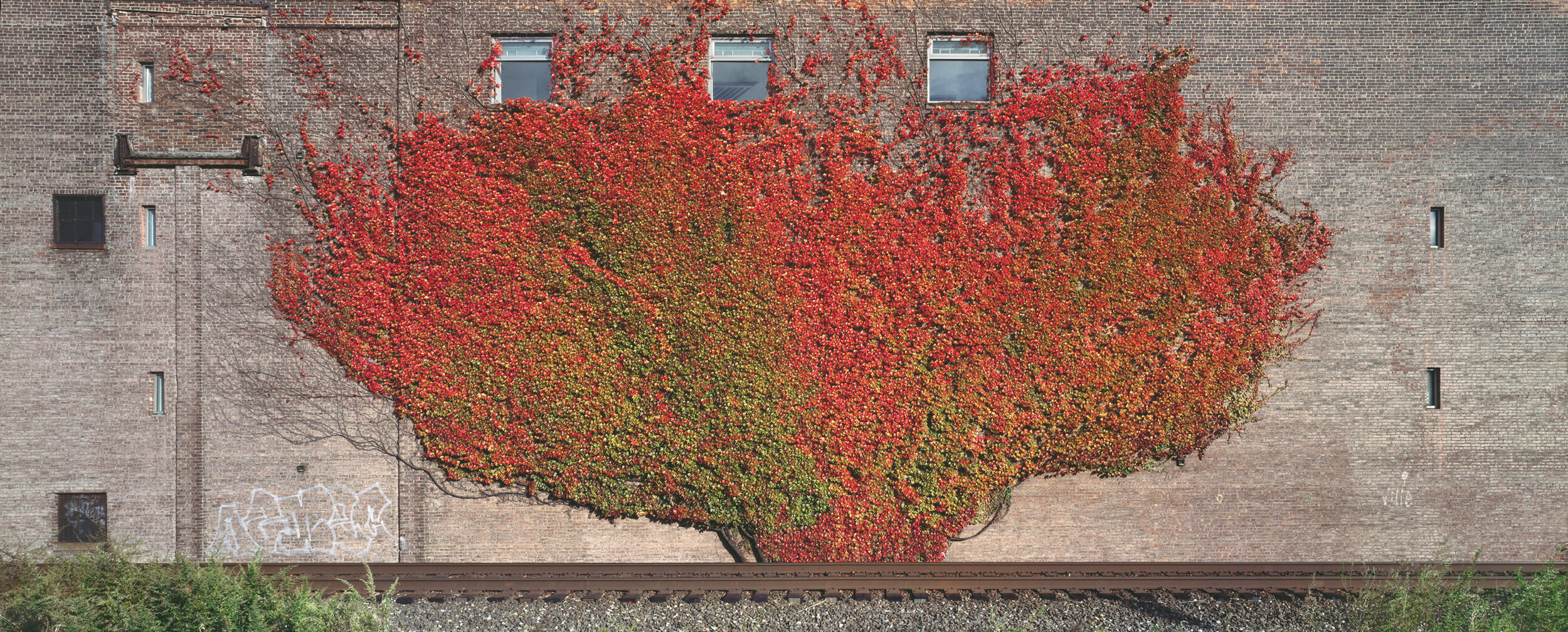 Vines on Wall, Newburgh, New York