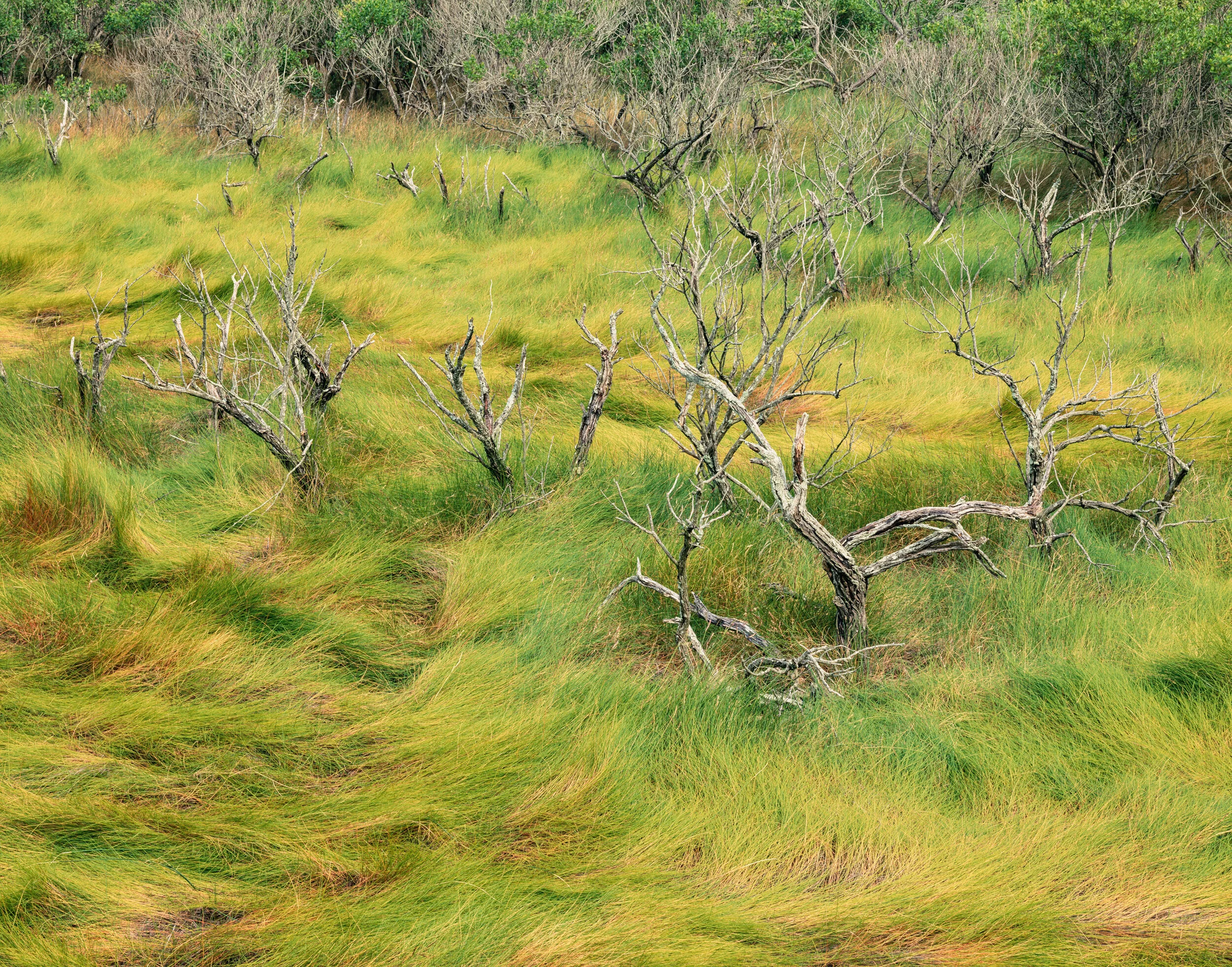 Tree and Grasses, Napeague, Long Island