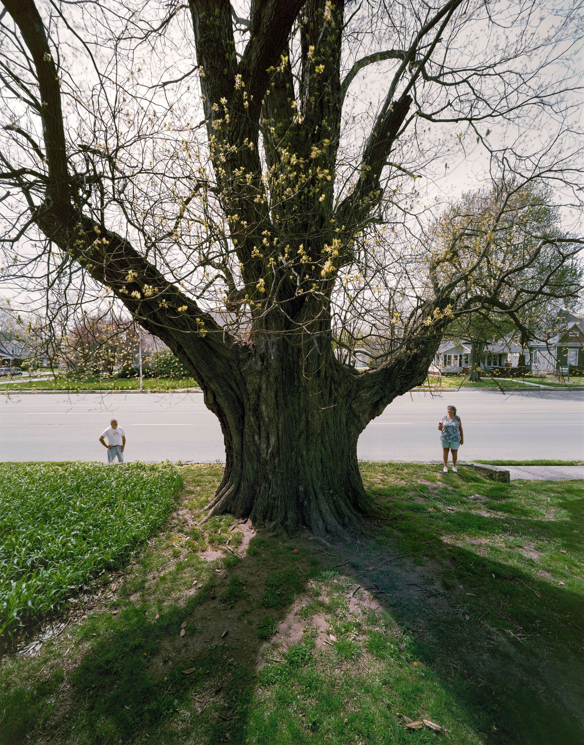 Sassafras Tree, Daviess County, Kentucky