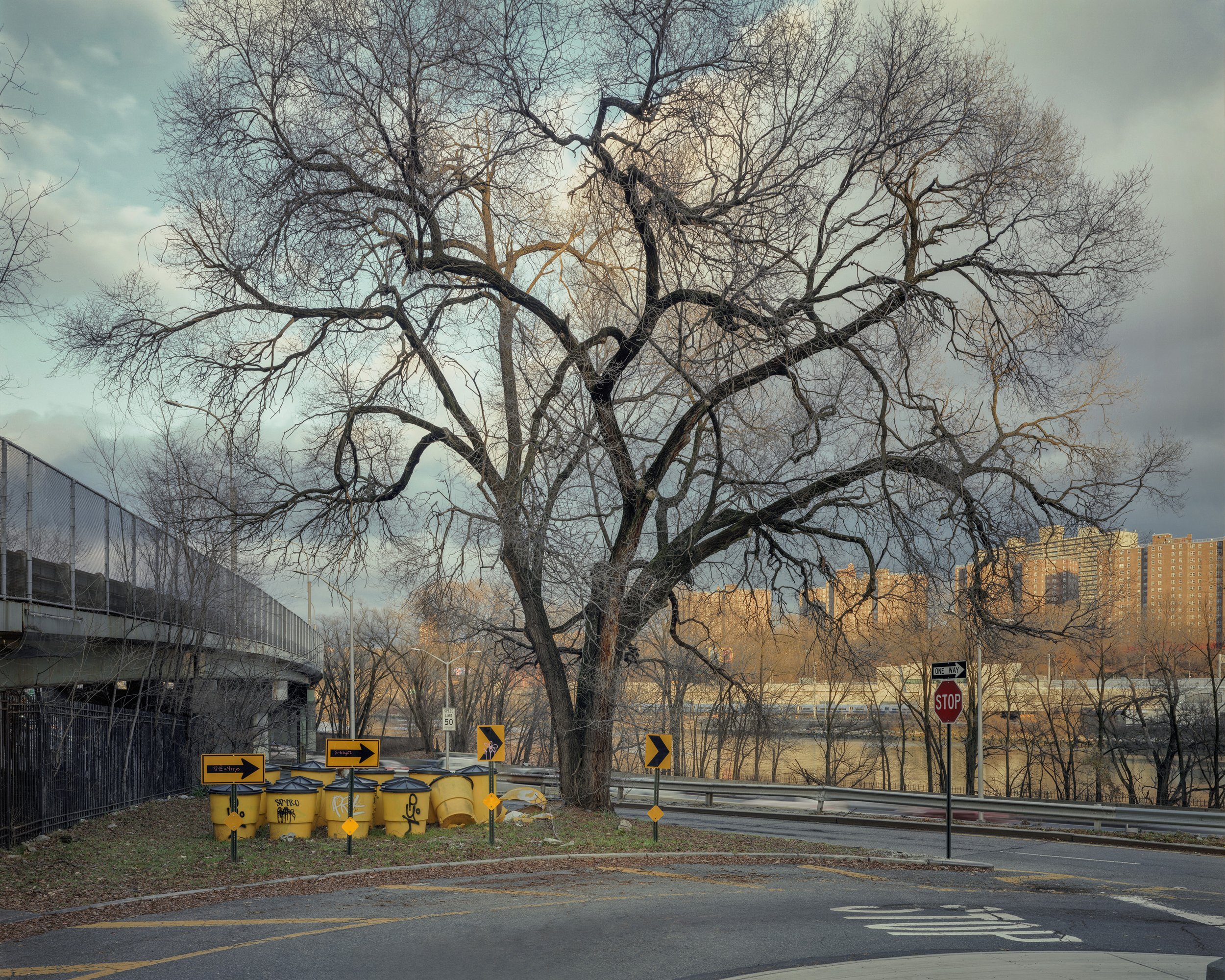 Tree Along Harlem River Drive, New York, New York