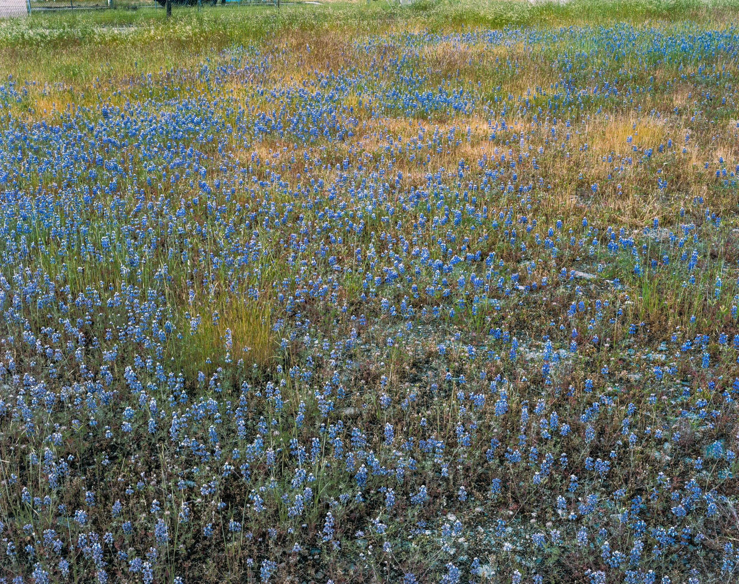 Field of Blue
