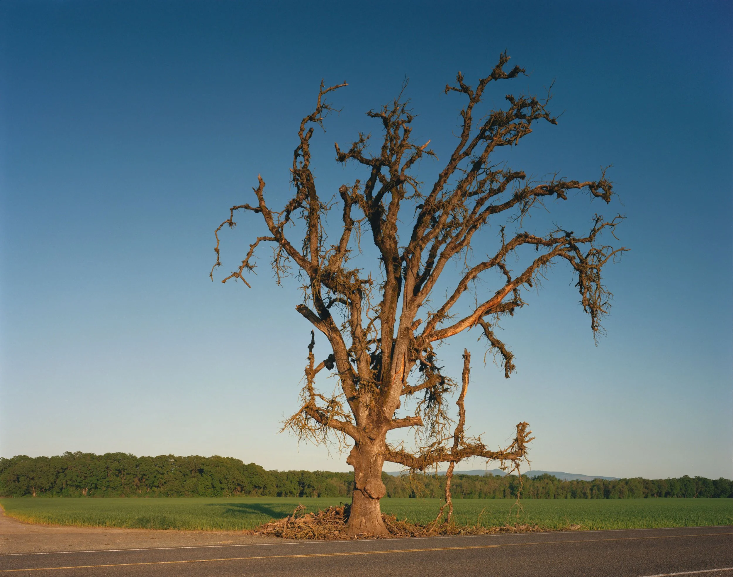 Tree at Dusk, Shedd, Oregon