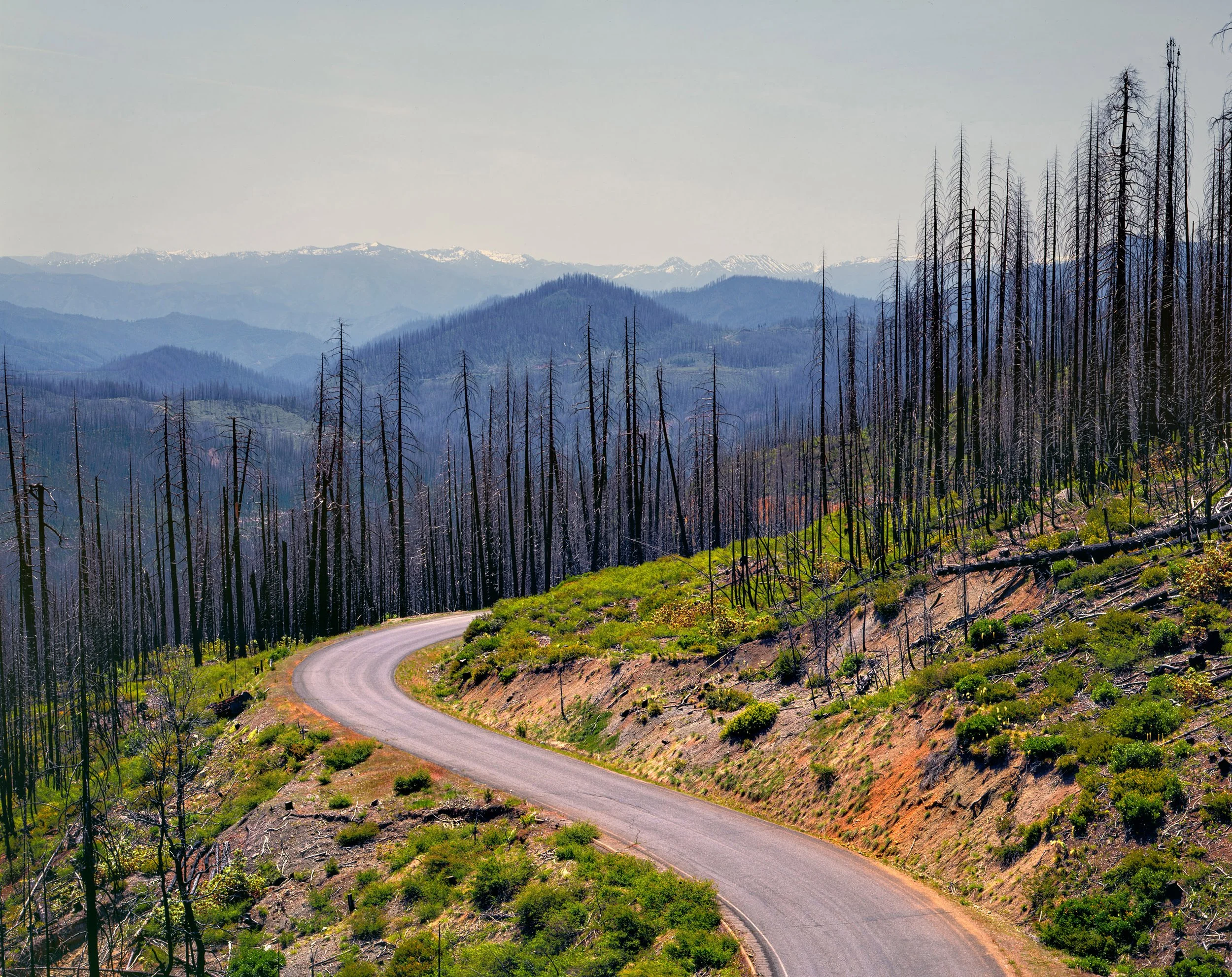 Grayback Road, Siskiyou Forest, California
