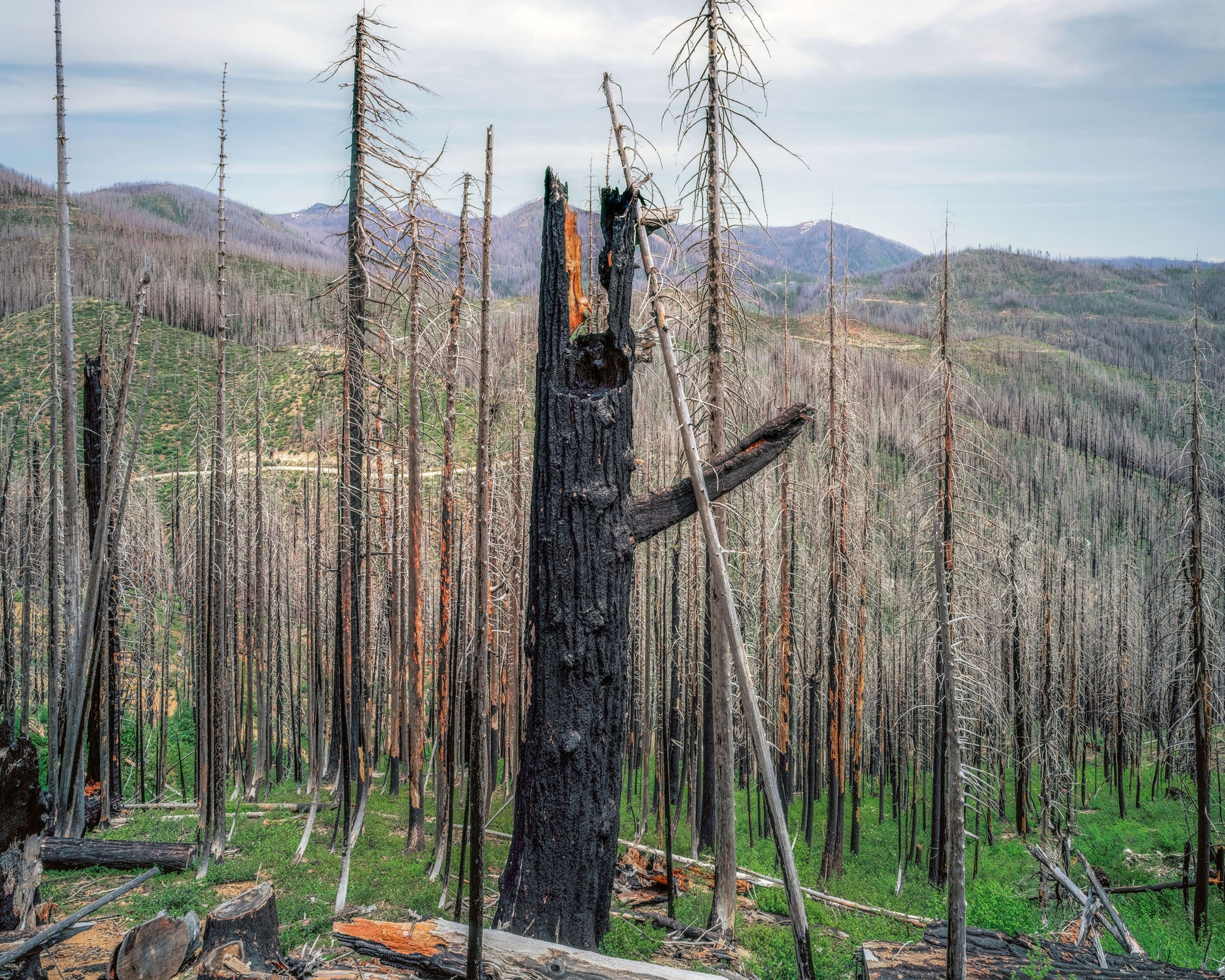 Burned Forest