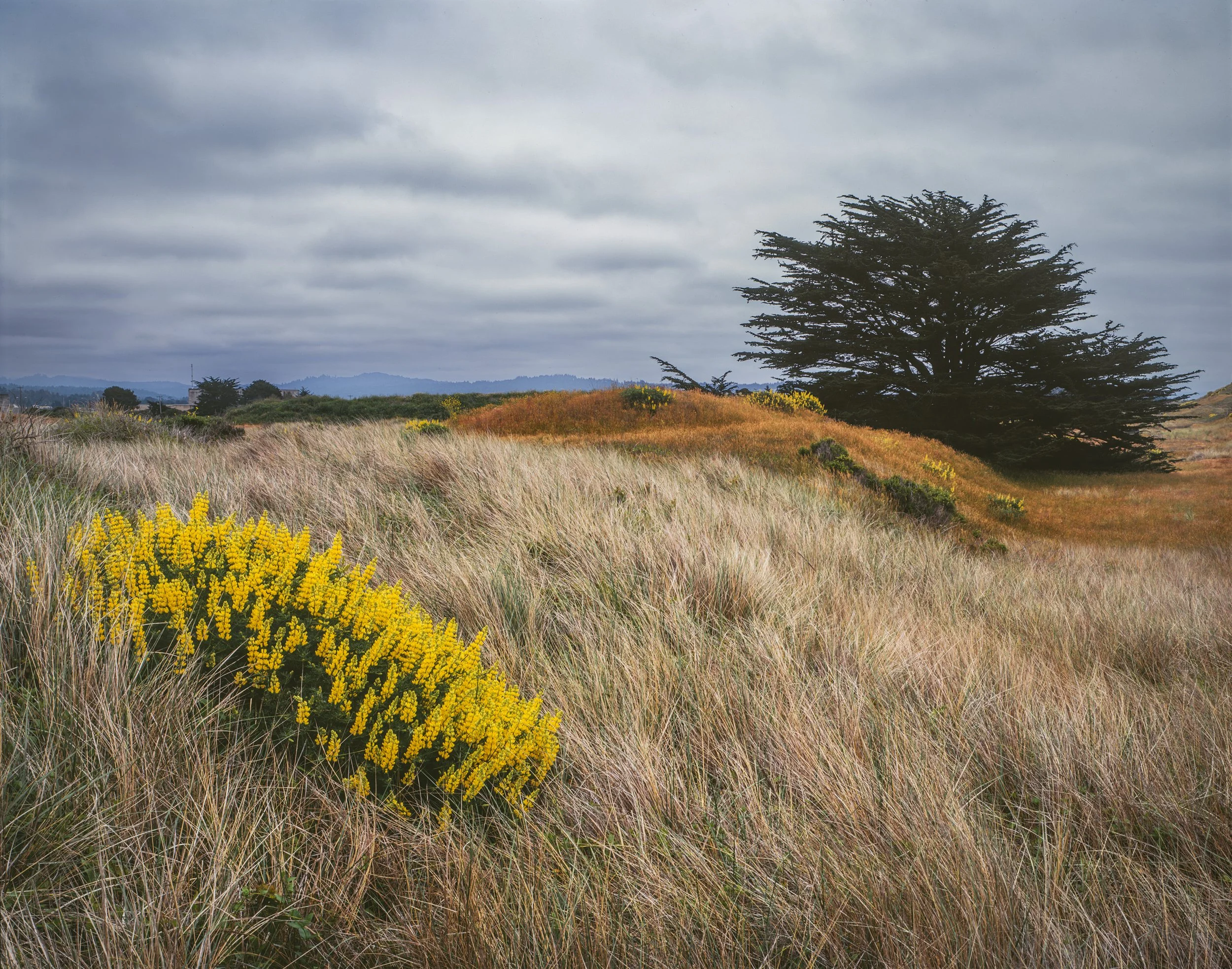 Grasses and Tree, Samoa Island, California