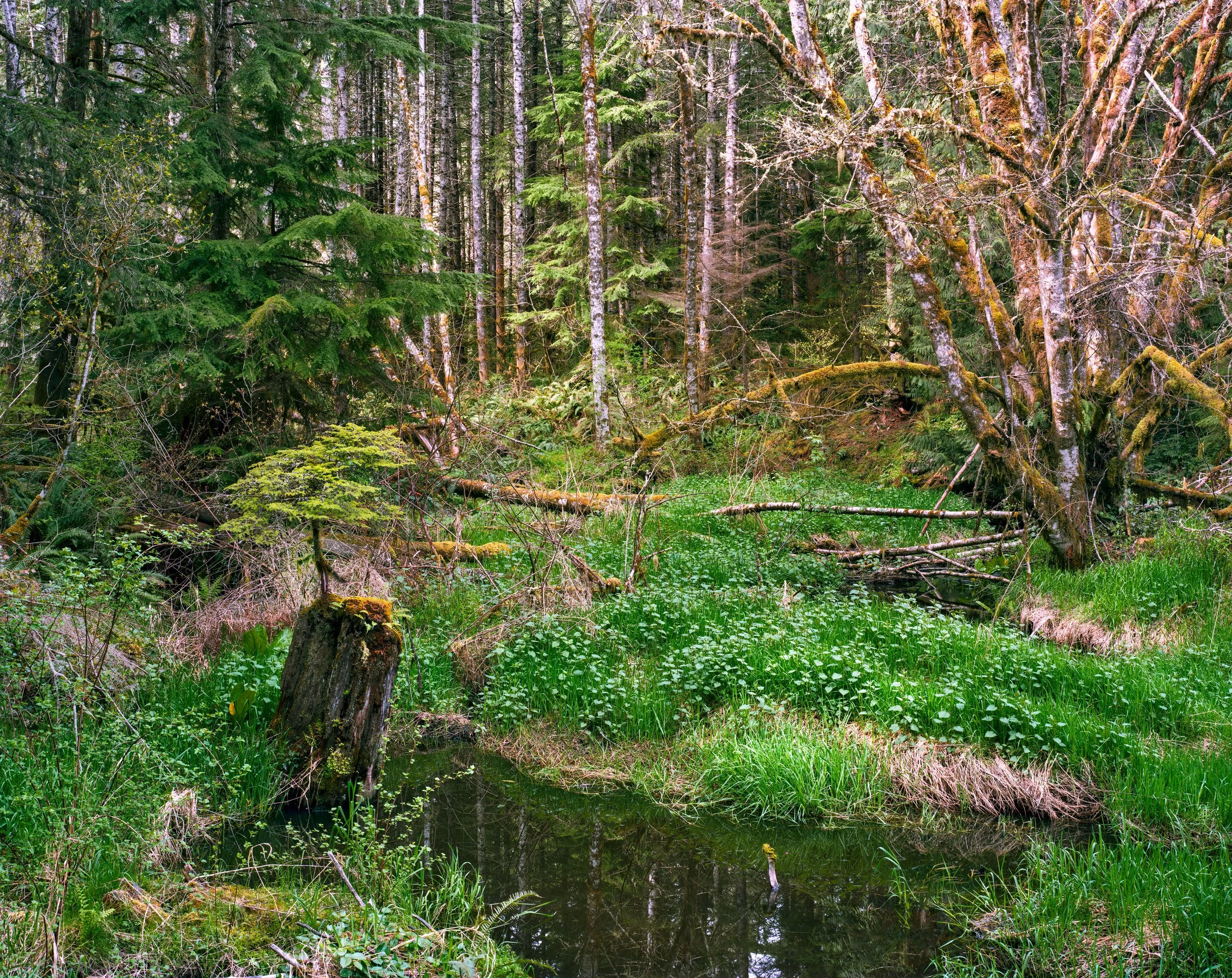 Forest Pond, near Mineral, Washington
