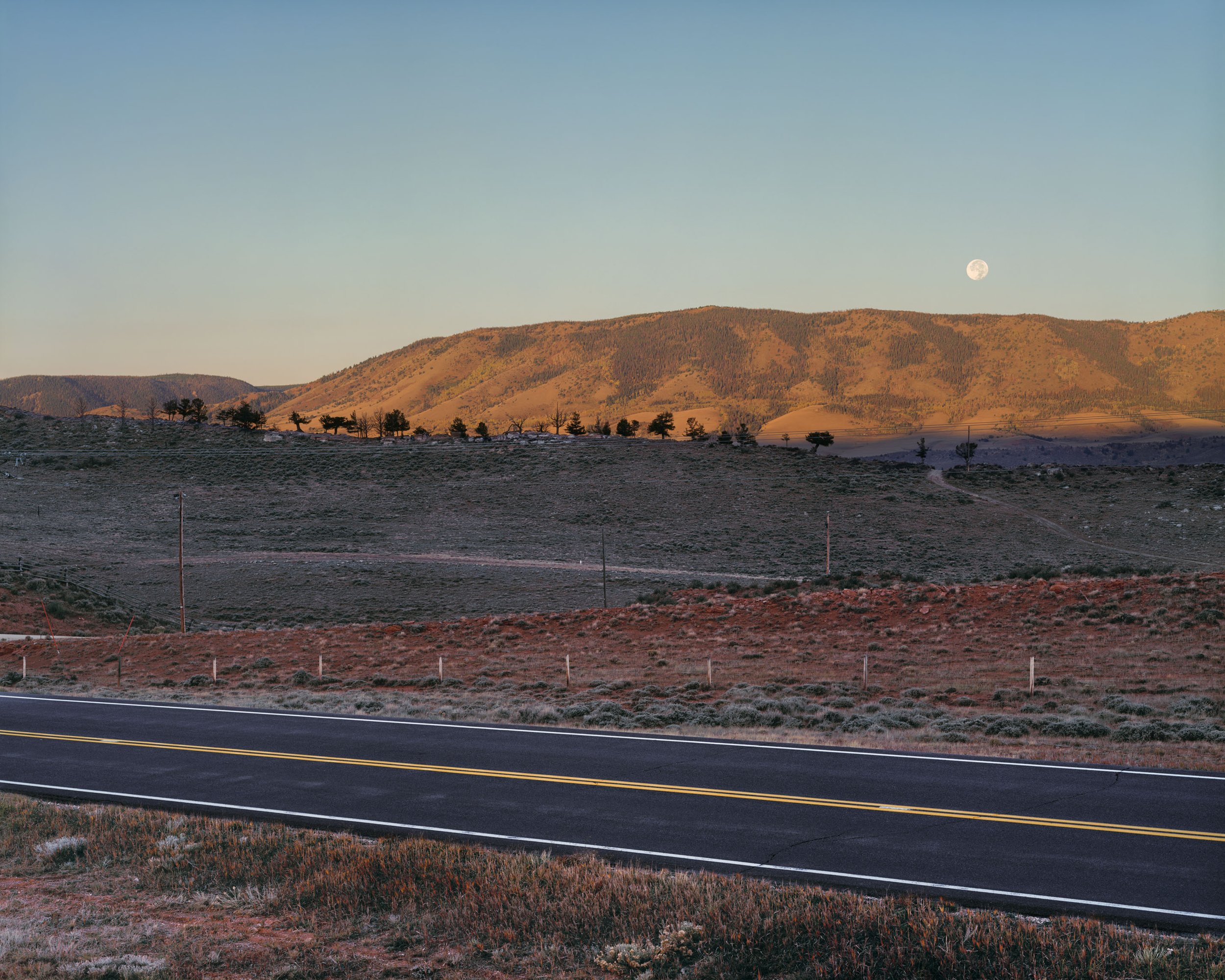 Line of Trees, Albany County, Wyoming