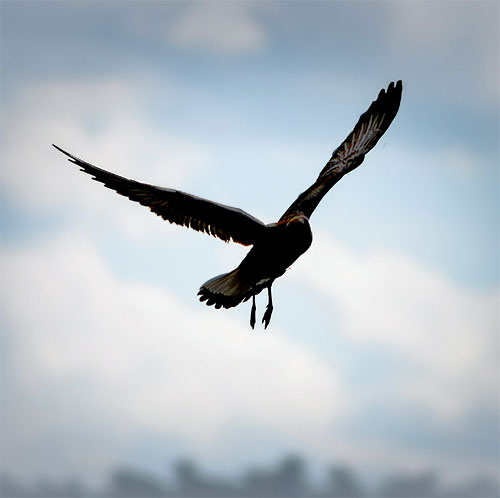 image of a black bird spreading wings and soaring