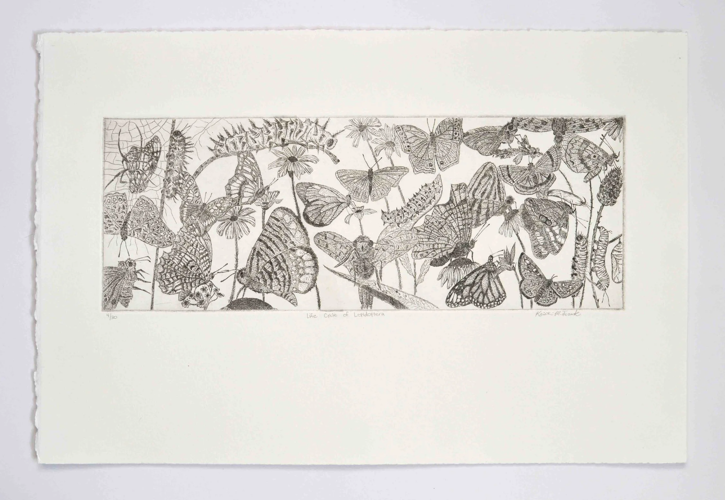 Photo of the original intaglio etching tiled "Life Cycle of Lepidoptera," by Kristin Frank. The etching features detailed butterflies, moths, caterpillars, and other insects among flowers.