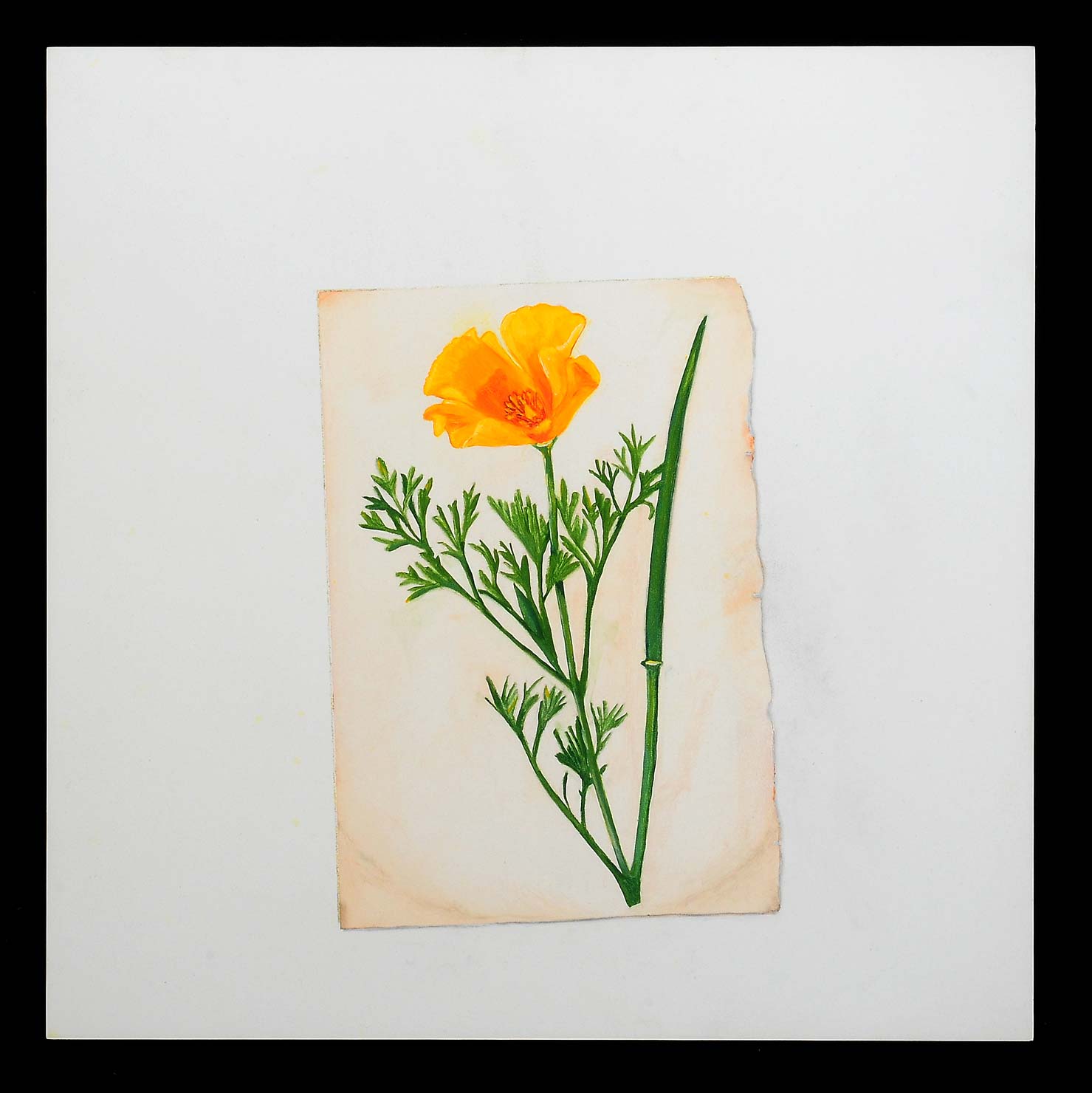 California Poppy